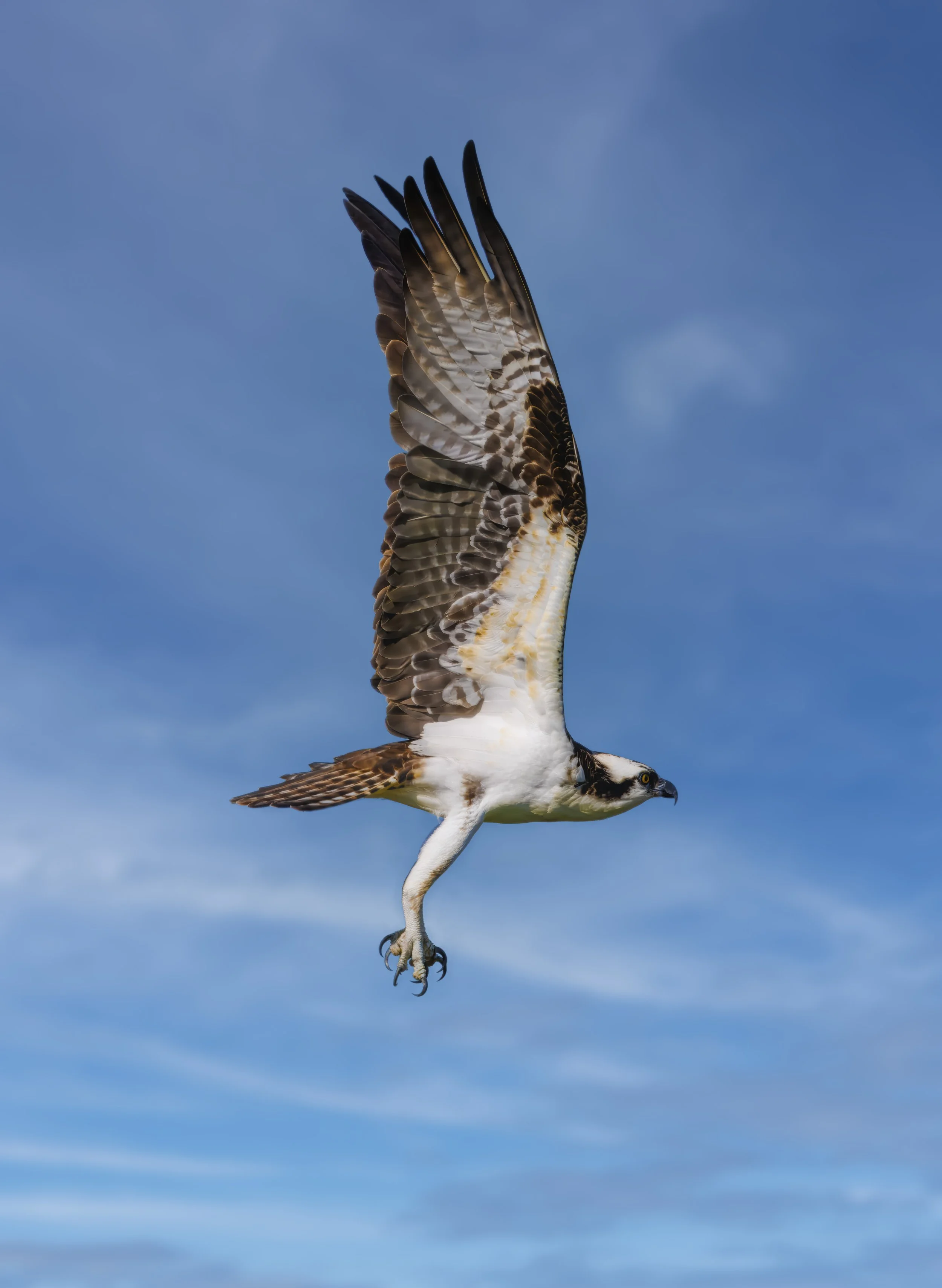 Osprey in flight.JPG