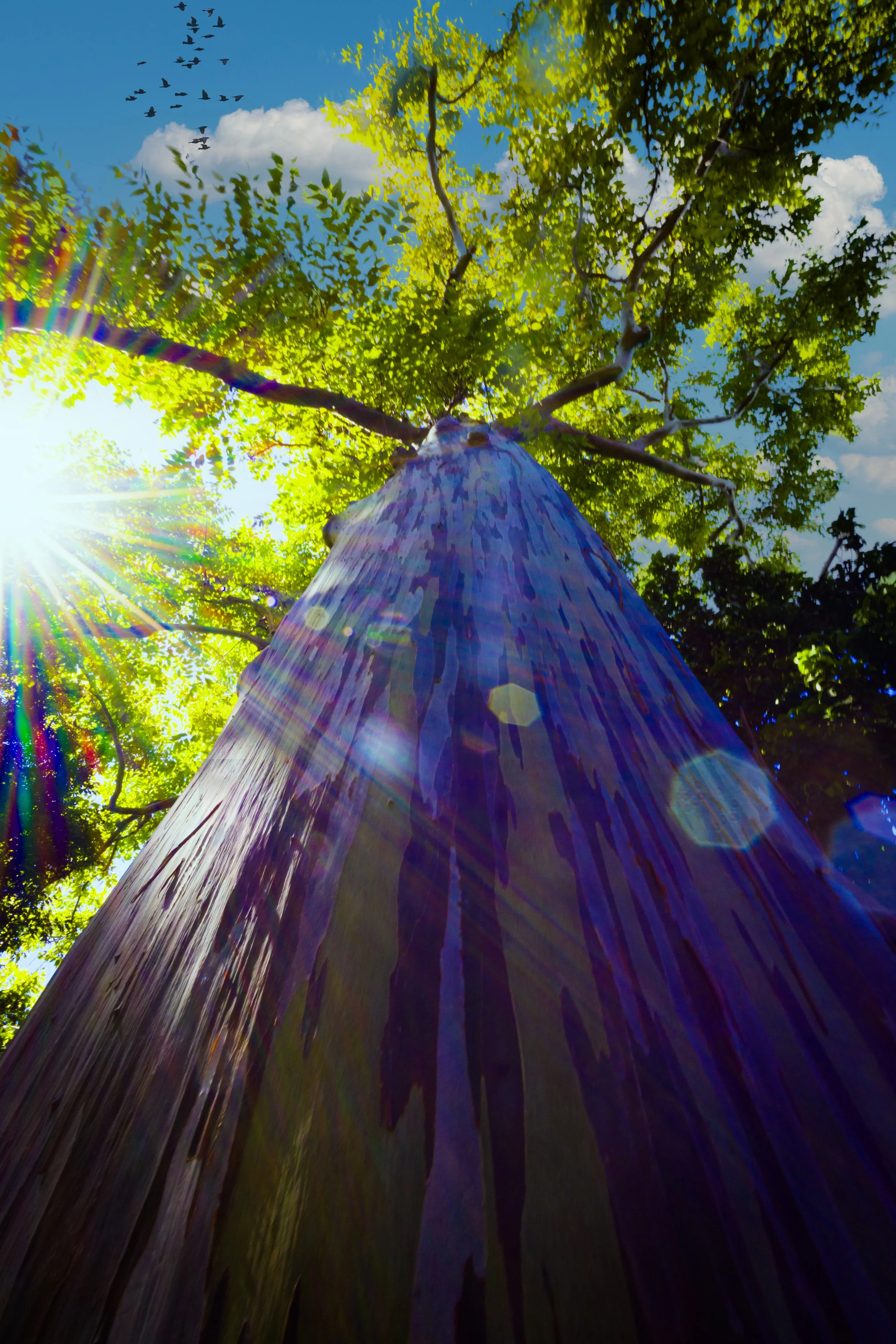 w birds sky web 2.jpg