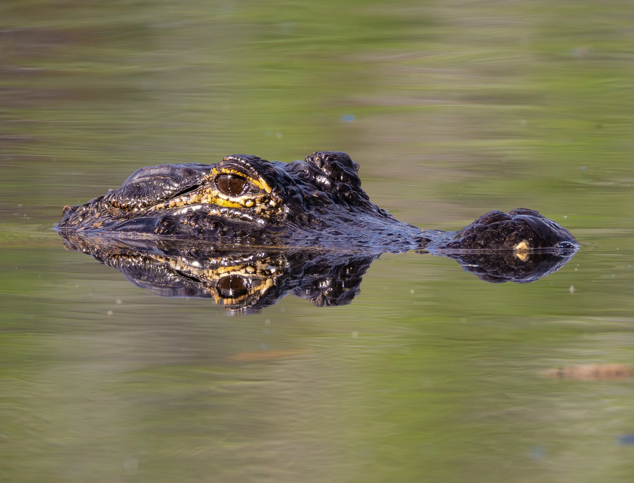 aligator jpg final.jpg