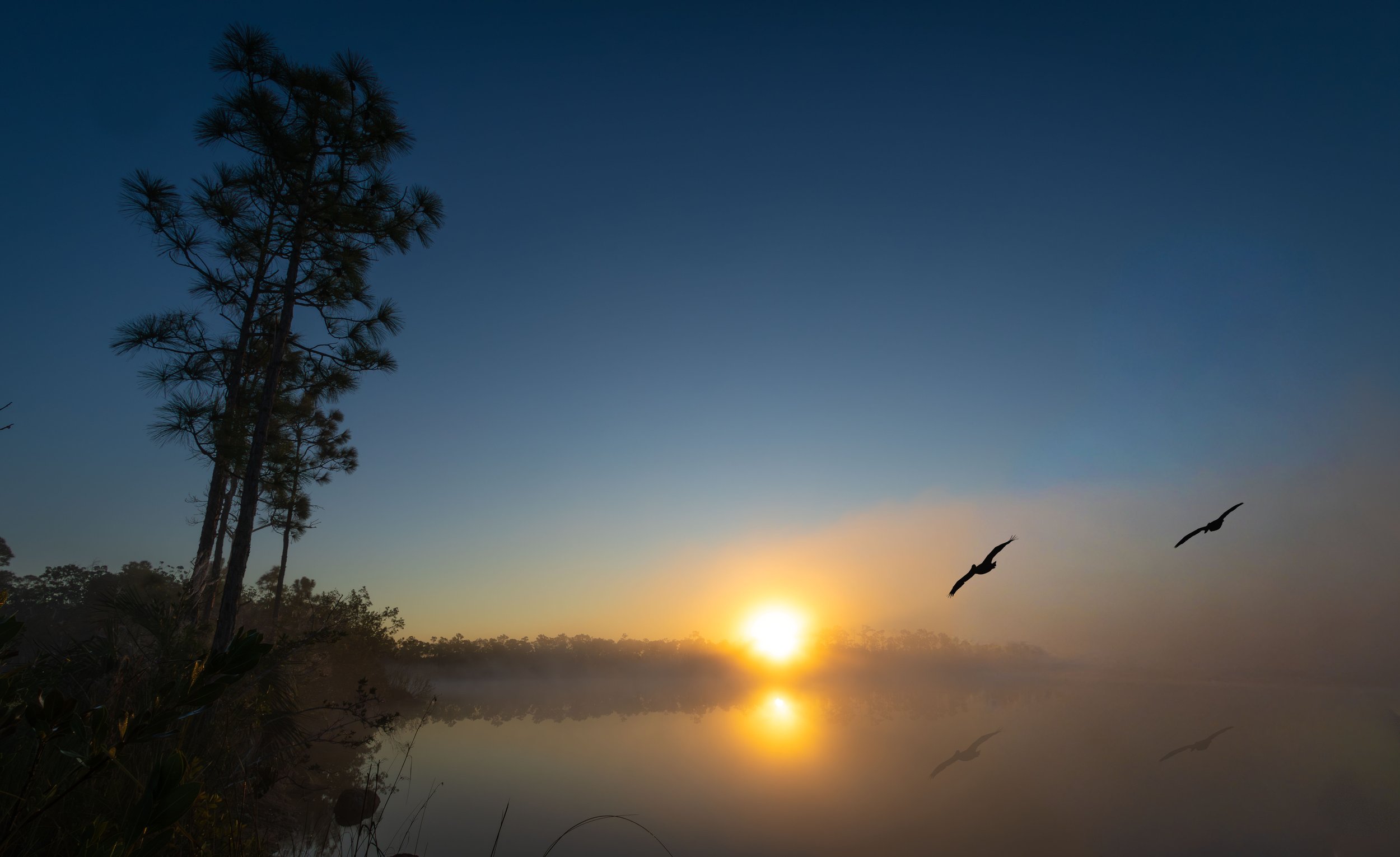 Birds reflection for web.jpg