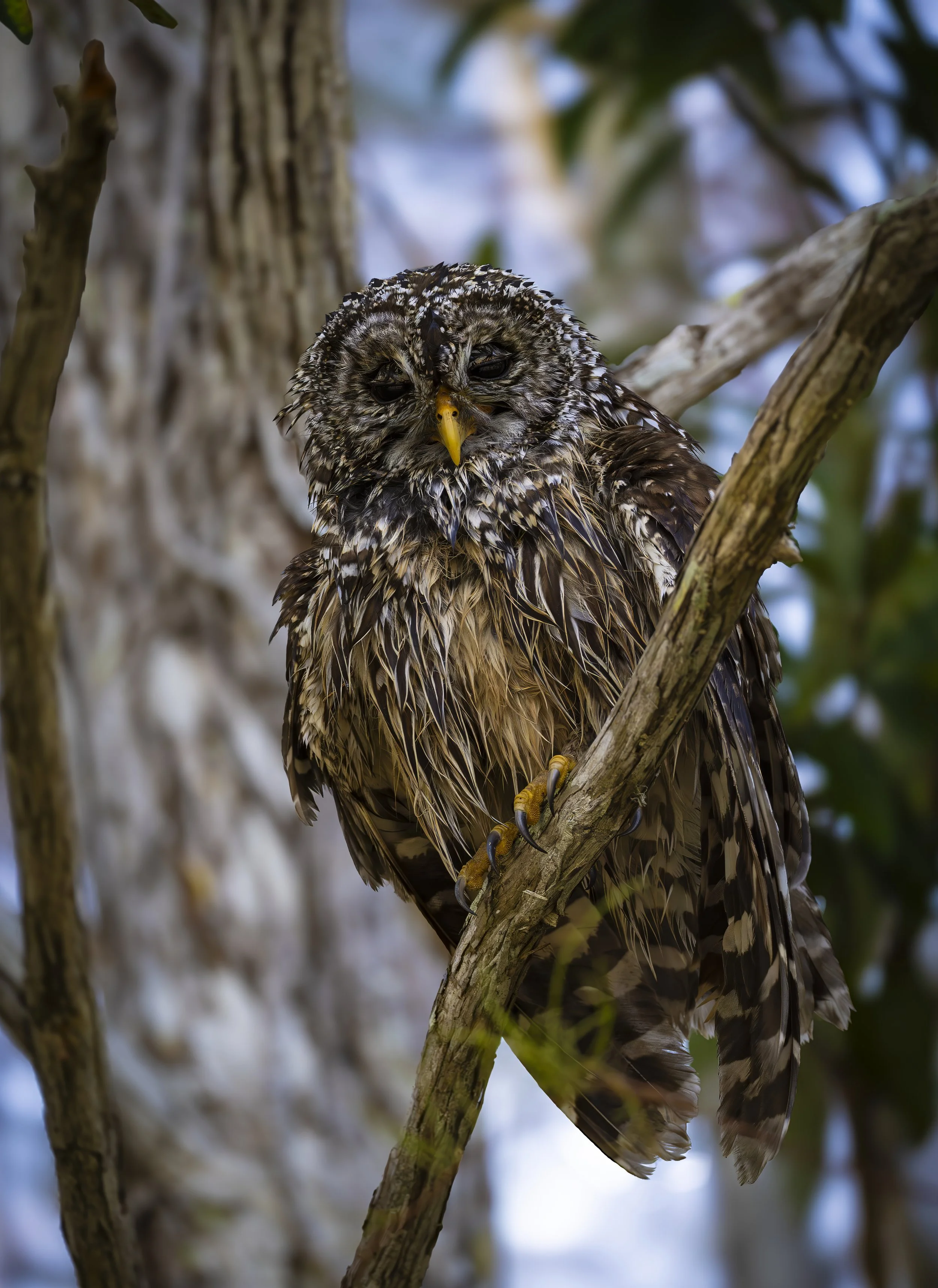 Owl Final JPGowl JPG Owl Final jpg-sharpen-denoise.jpeg