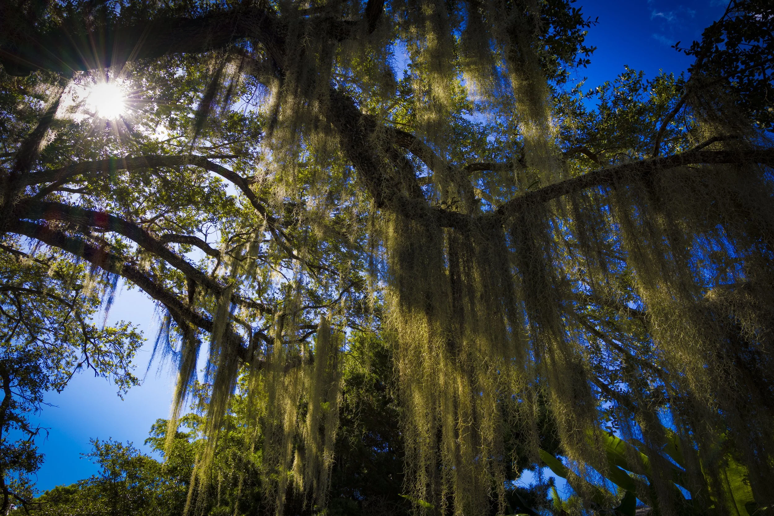 Spanish Moss web.JPG
