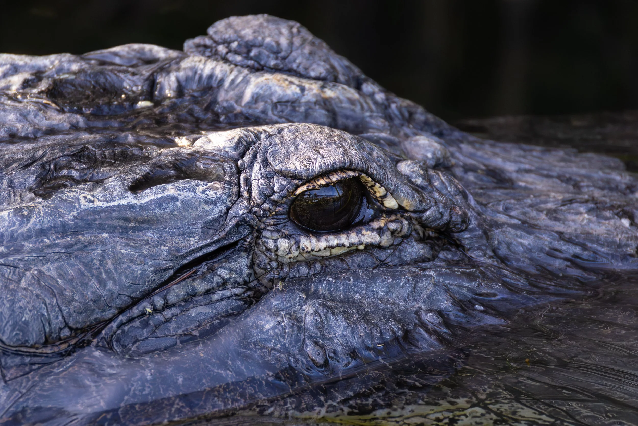 Croc Final B TP.jpg