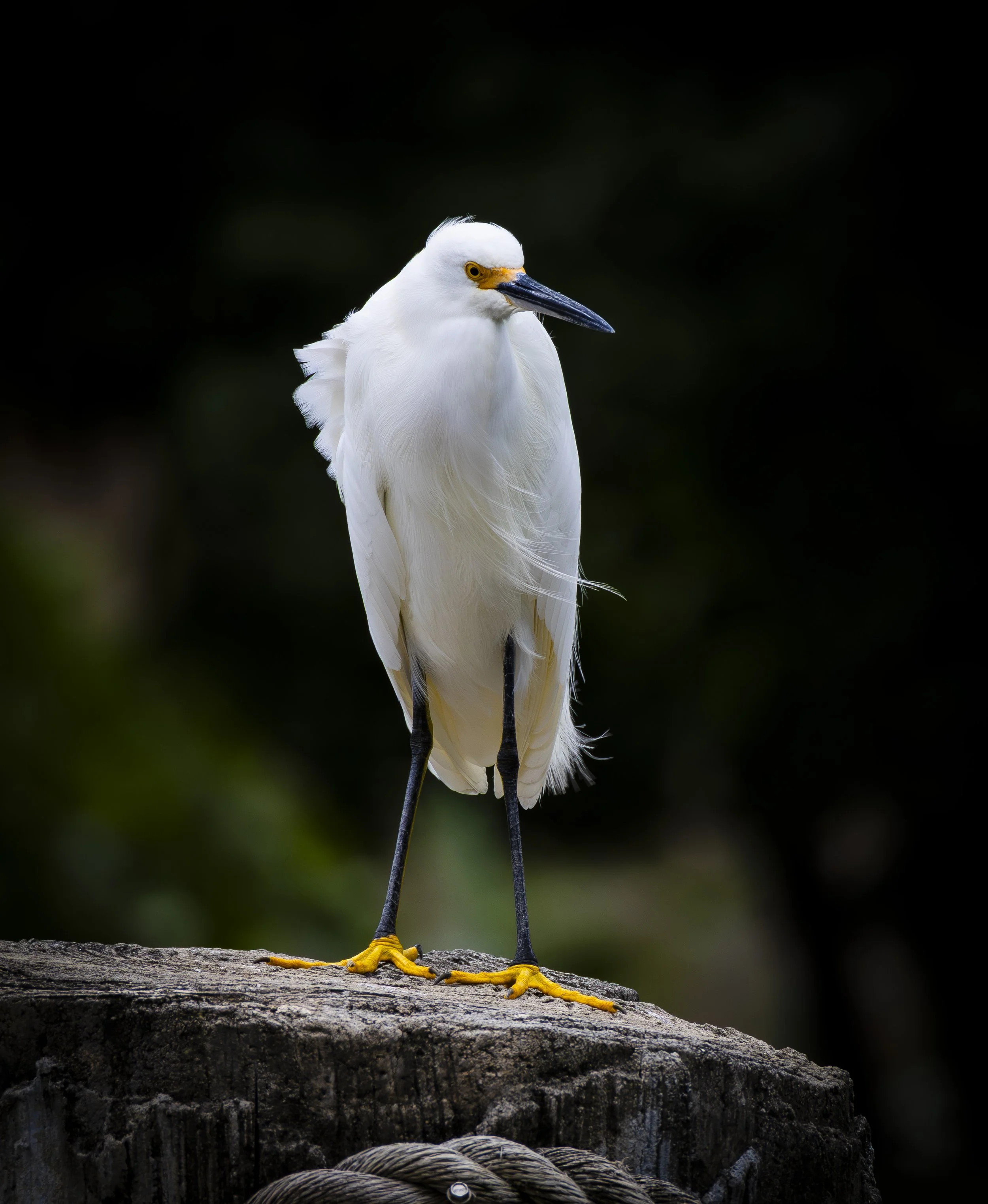 White Bird jpg.jpg