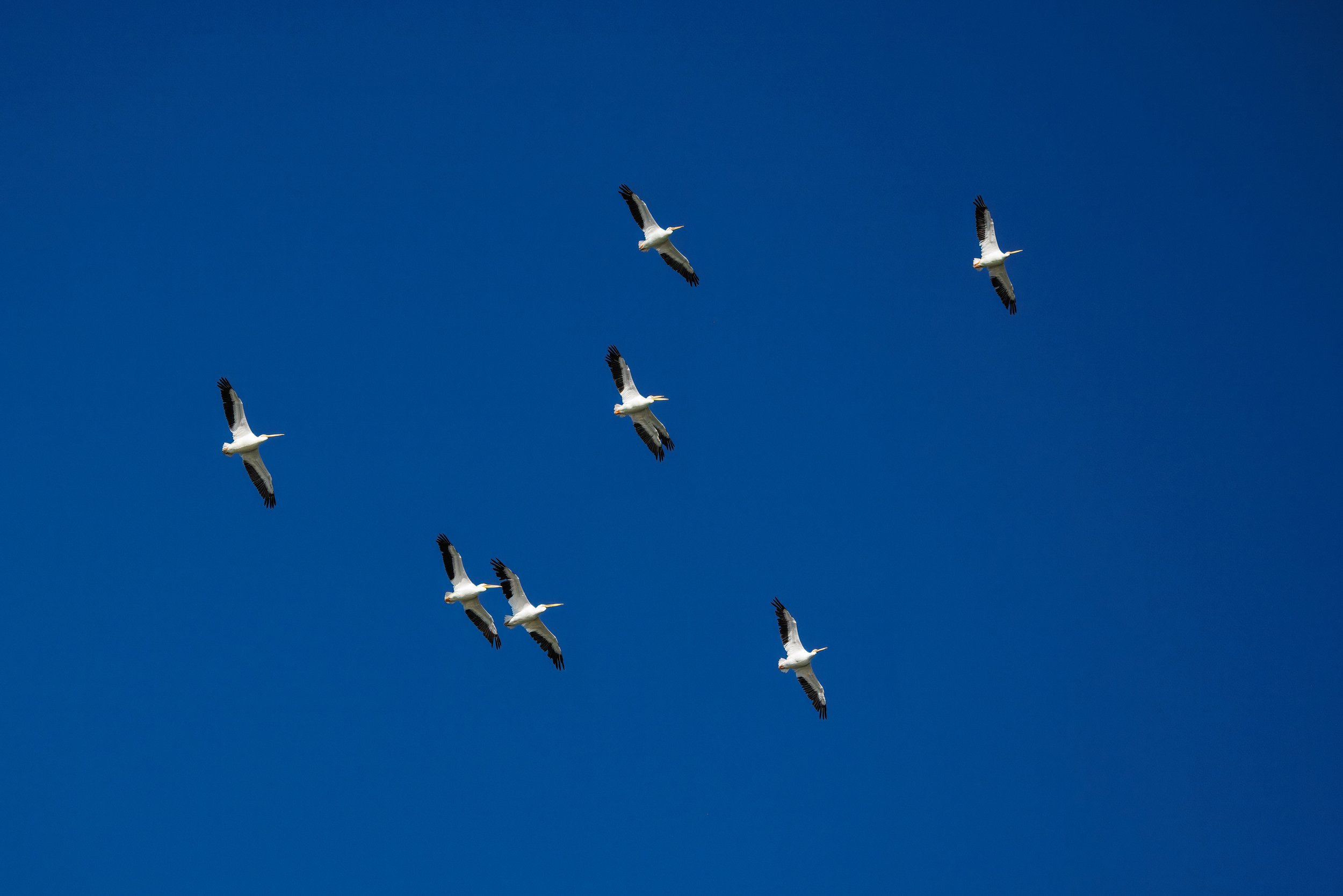 Pelican 5851 ps tp web.jpg