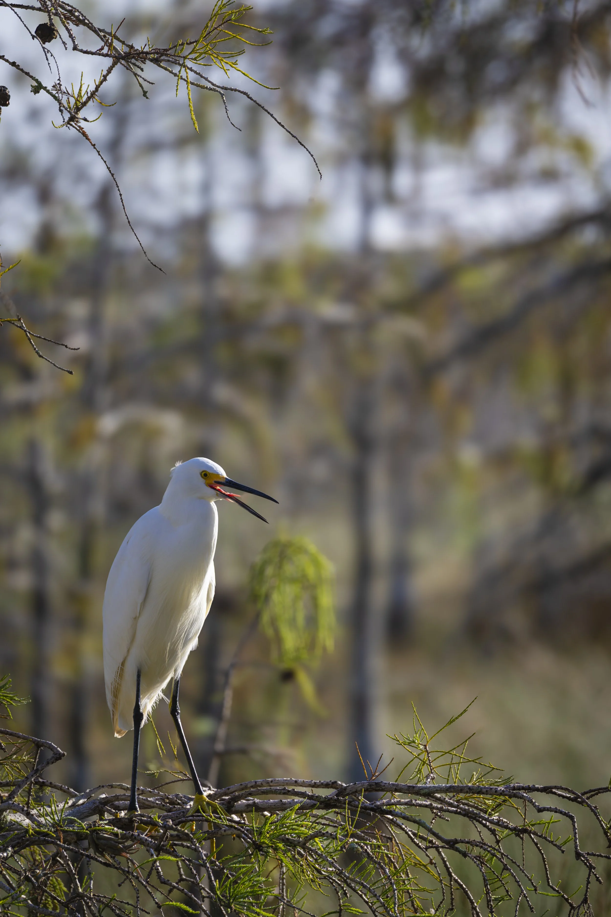 White Ibis JPG F.JPG
