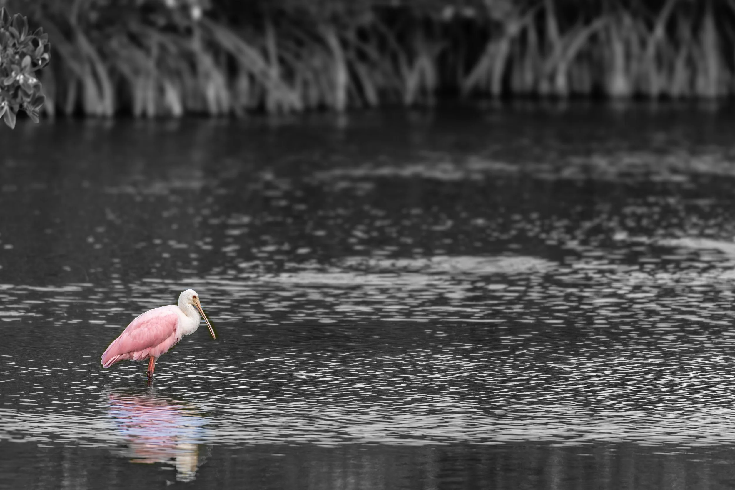 7I1A9627 spoon bw gratscale web.jpg