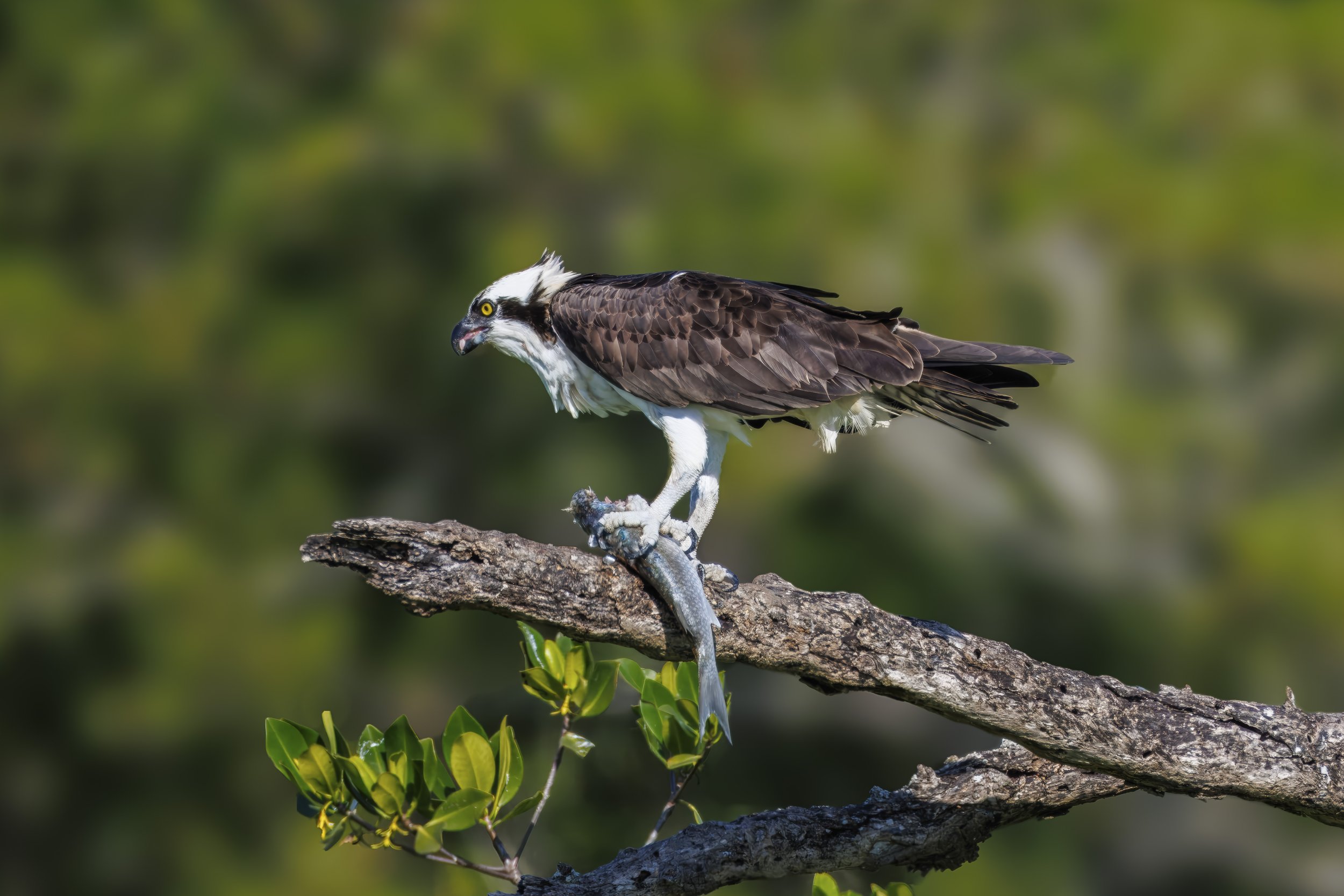 Osprey with Fish.JPG