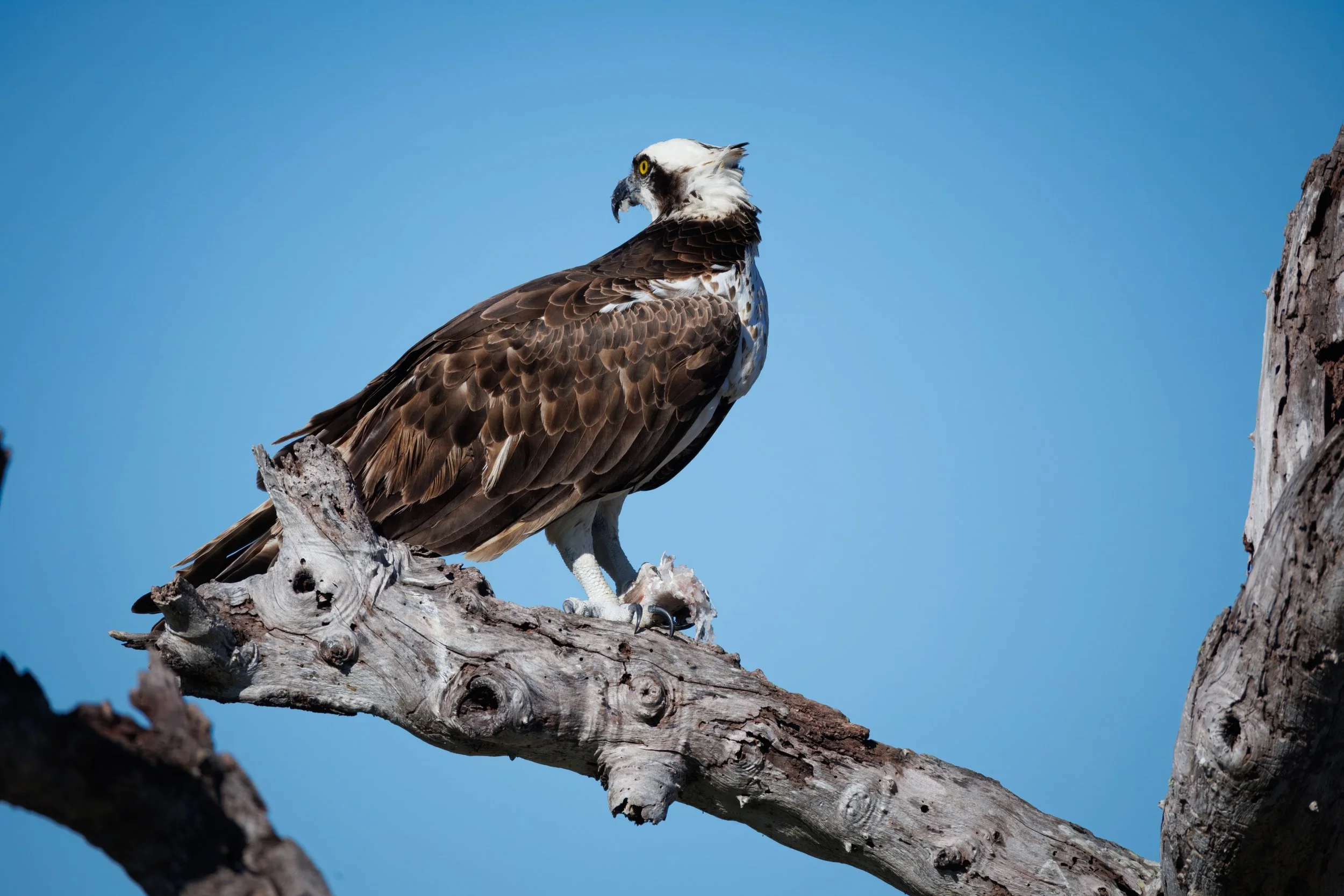 Osprey 6711 tp ps web.jpg