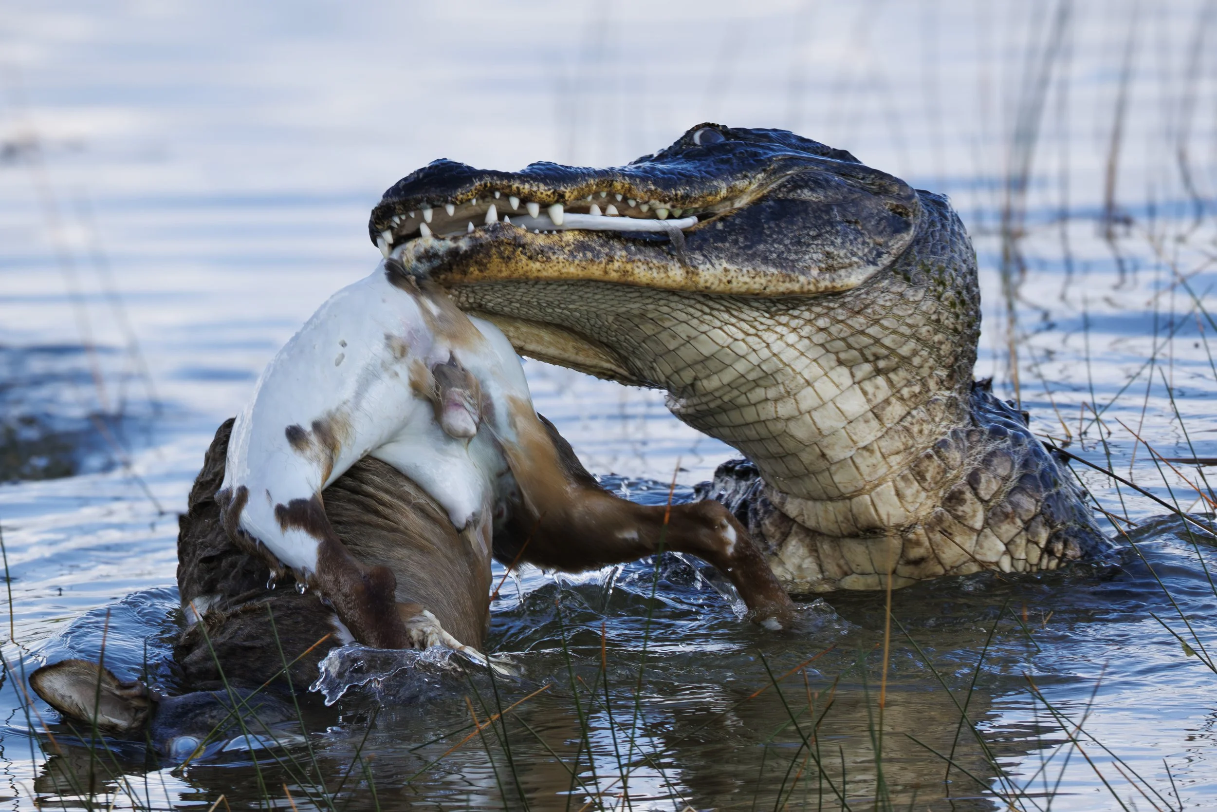 Gator Feasting.JPG
