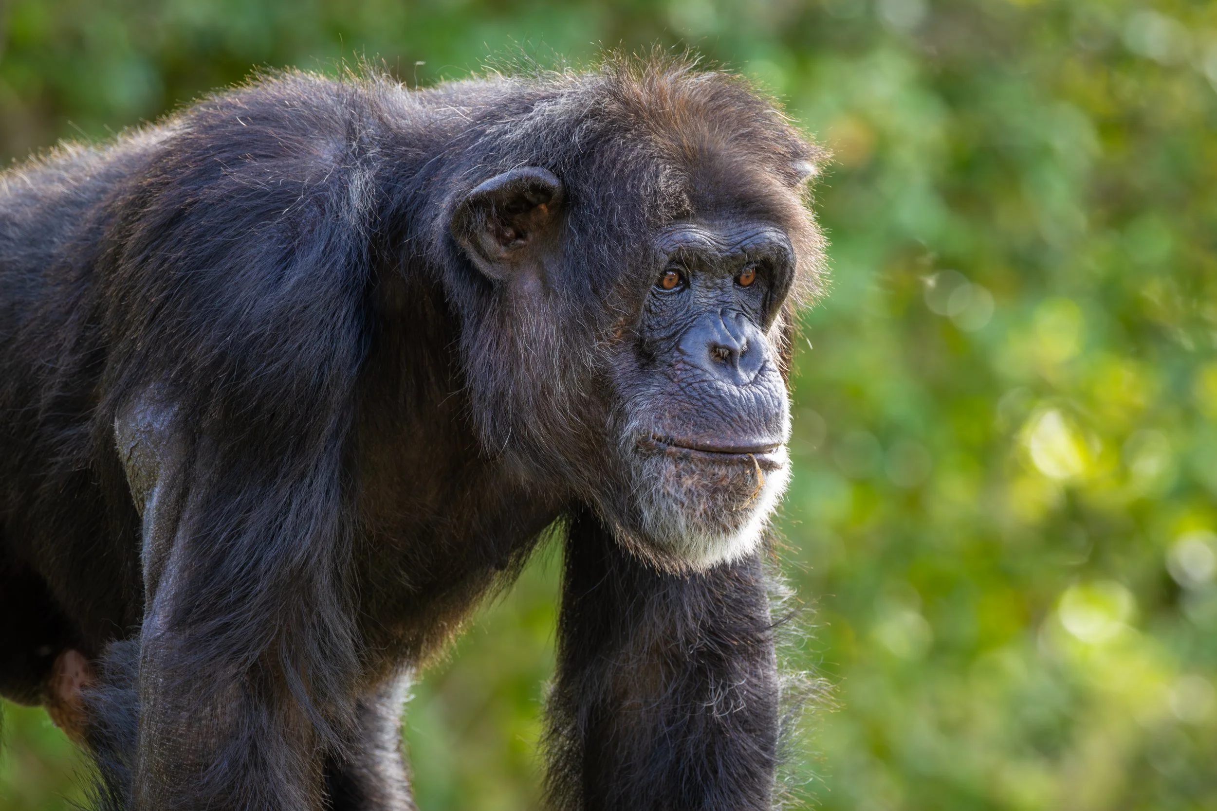 chimp f.jpg