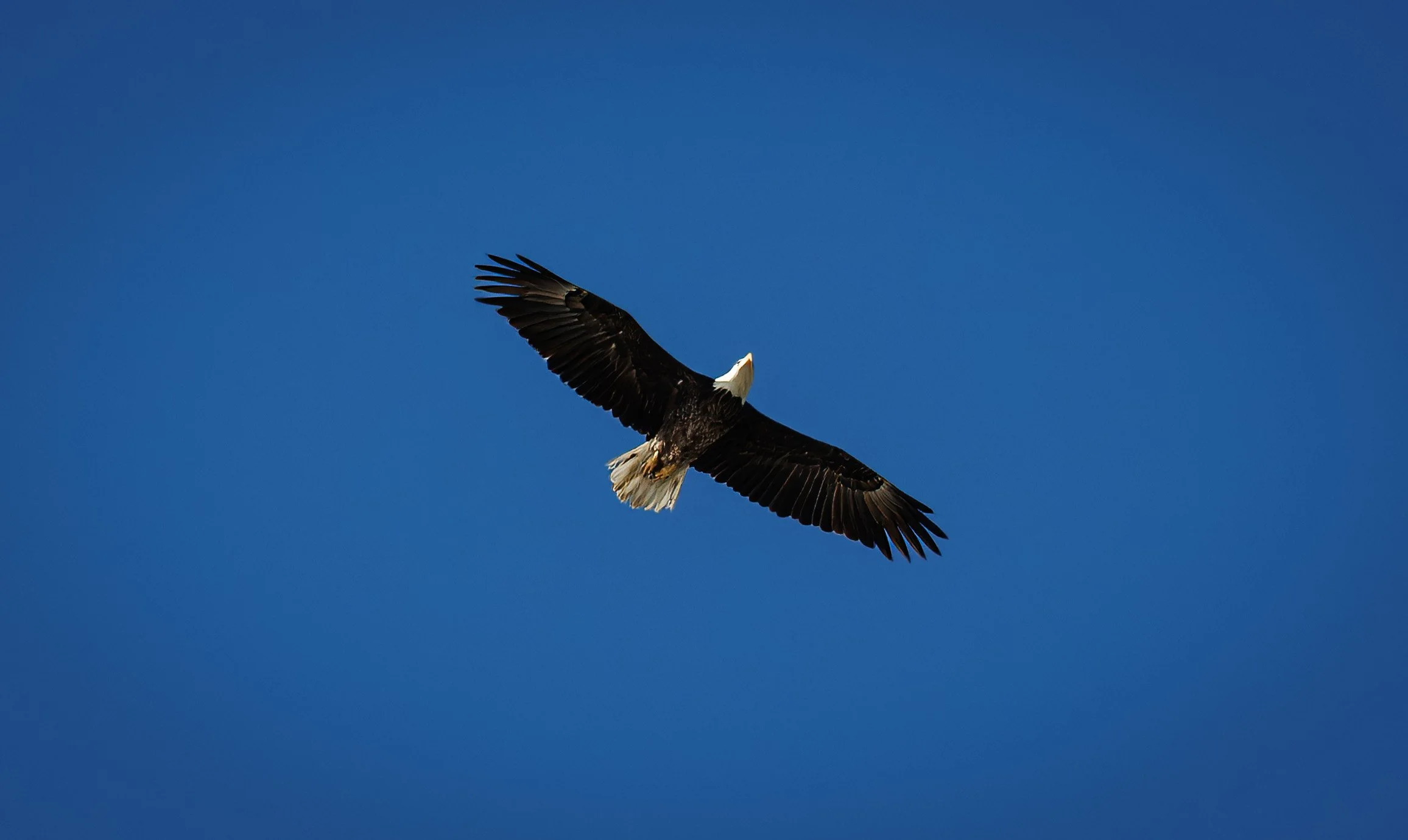 Bald 6070 Web TP PS.jpg