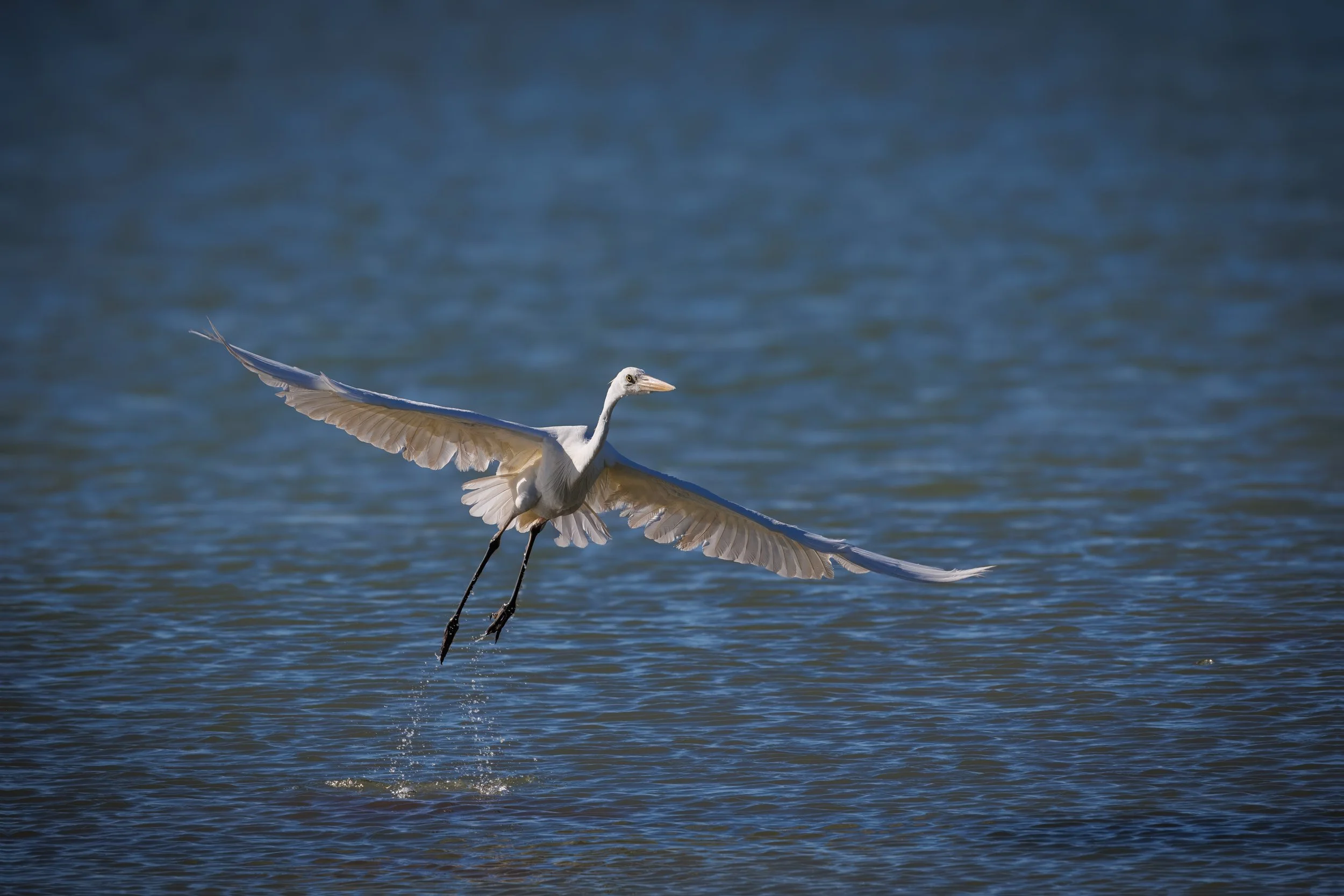 Egret 5360 for web TP PS.jpg