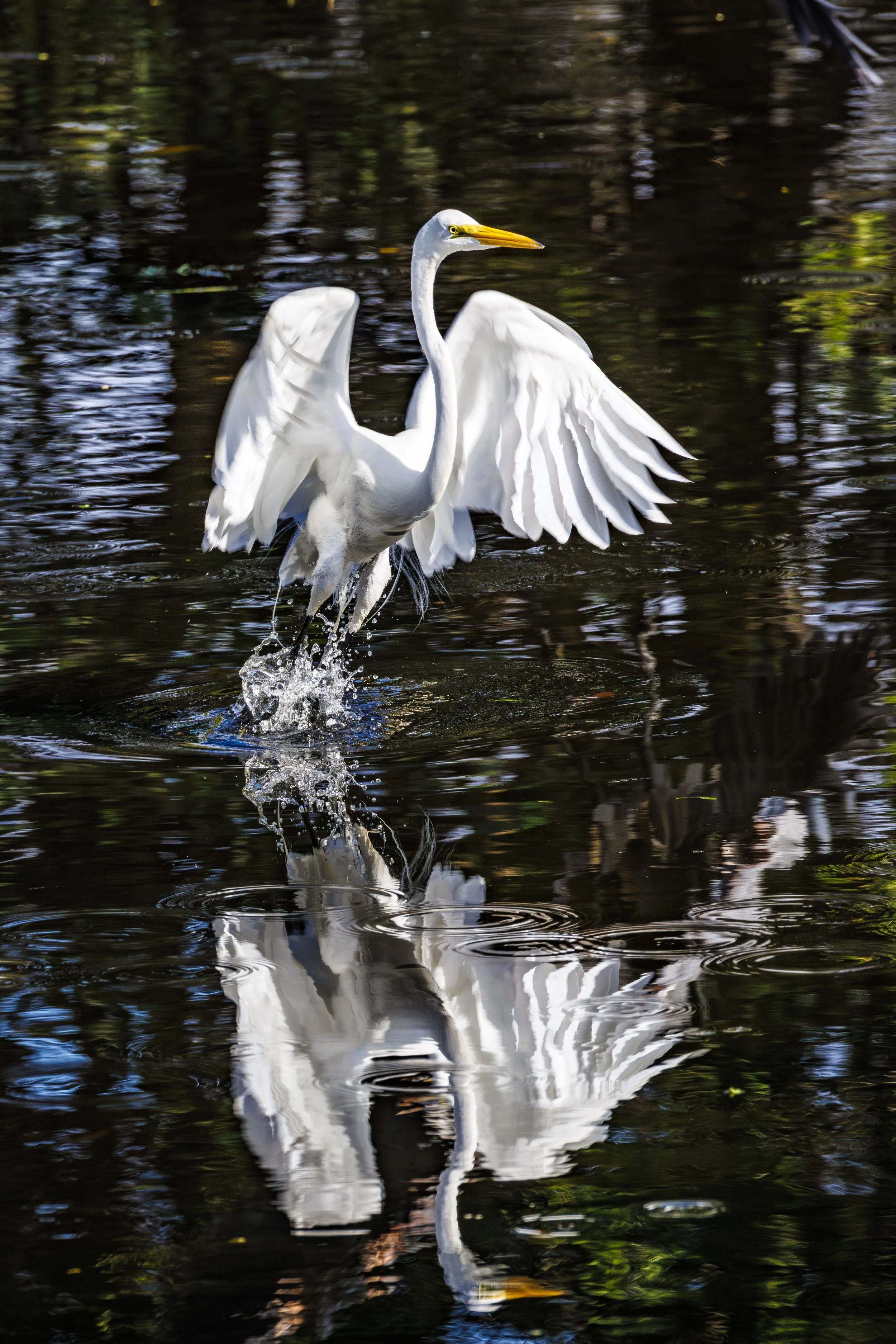 Egret White Dancing on water web.JPG
