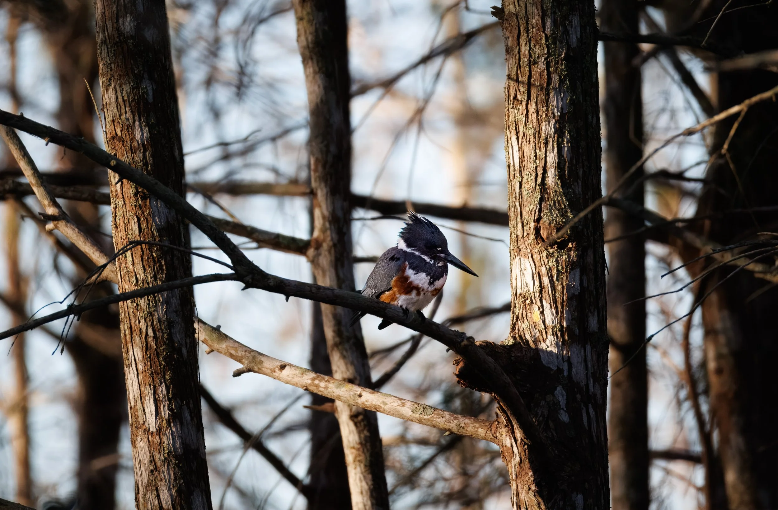 KingFisher 4821TP PS web.jpg