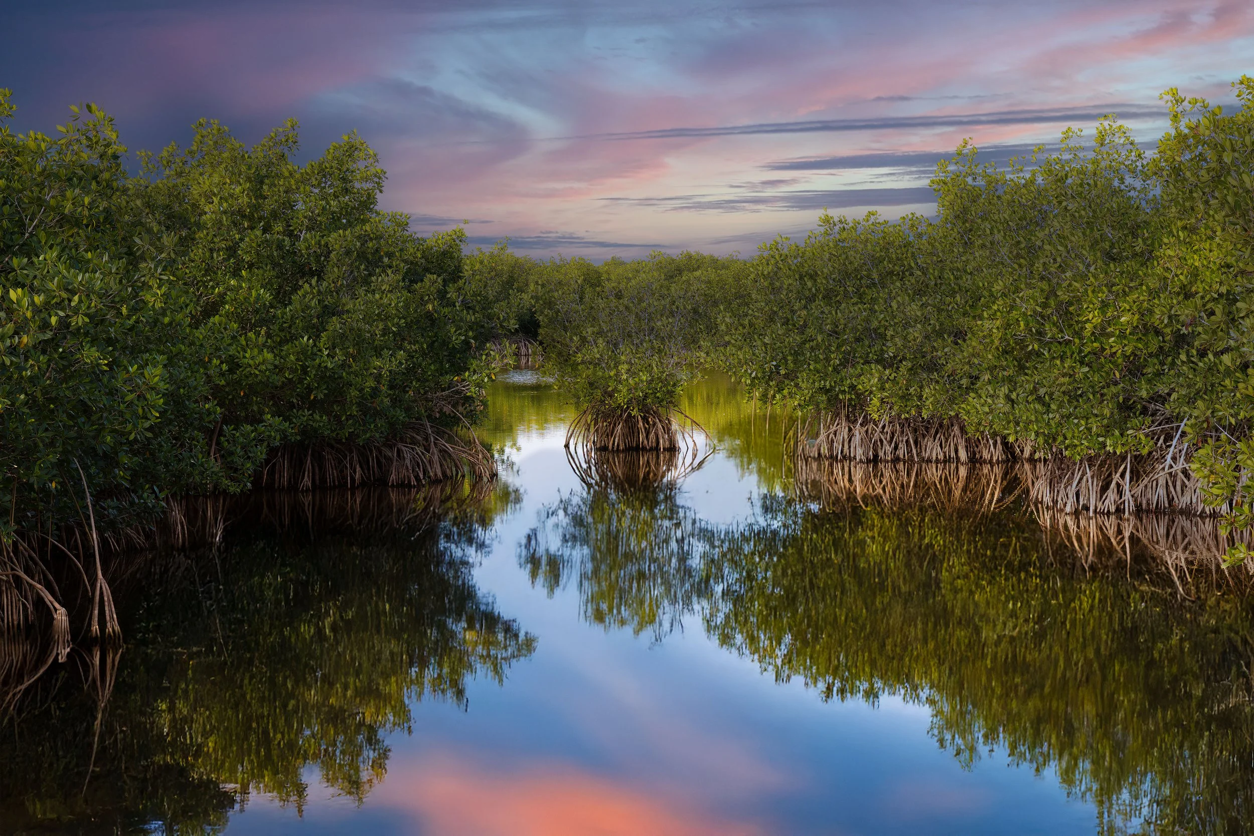 Mirror in the Mangroves web.jpg