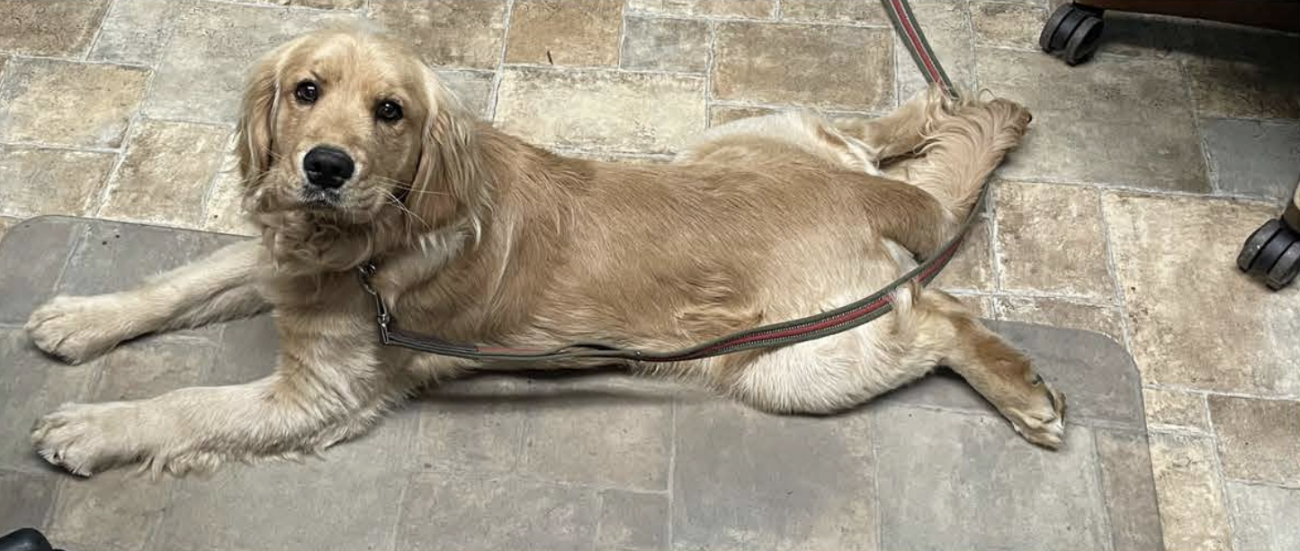 Golden retriever laying on a tiled floor, looking at the camera, with a leash attached to its collar.