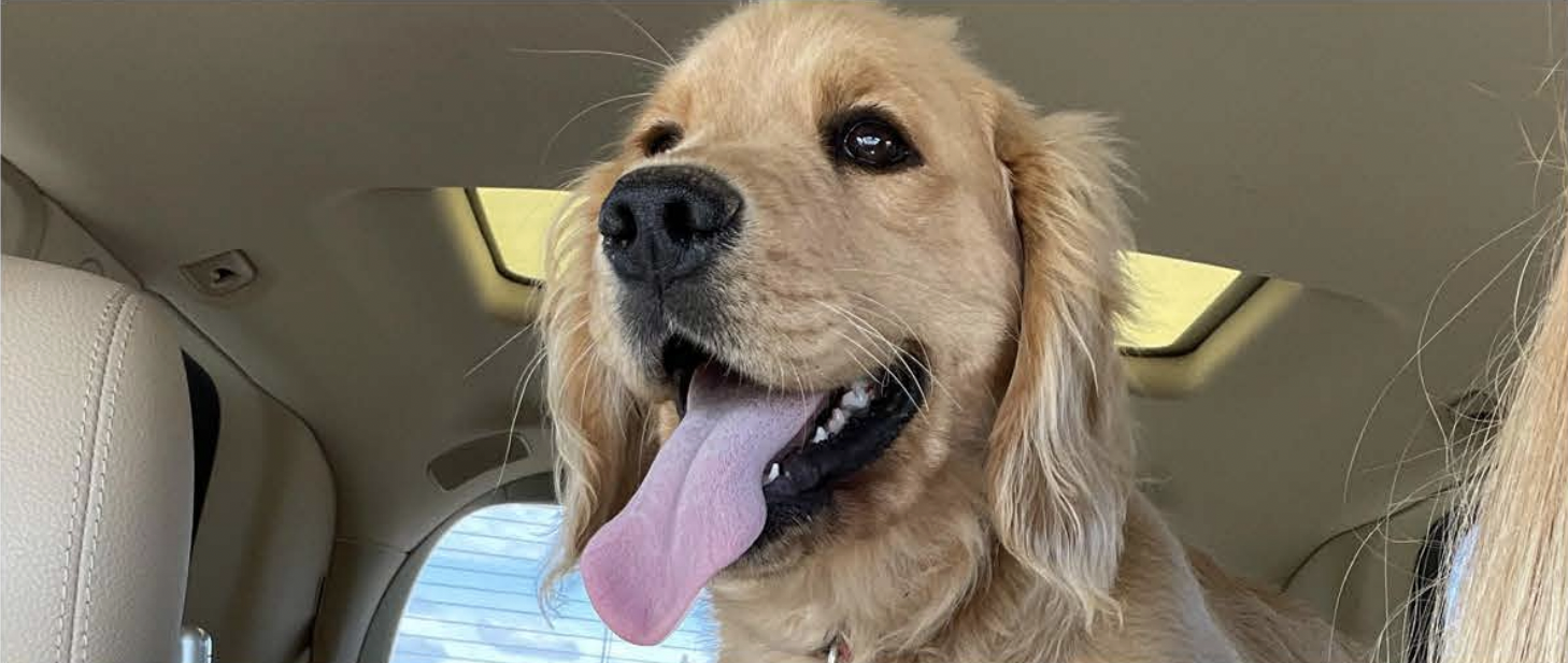 Golden retriever dog with its tongue out sitting in a car.