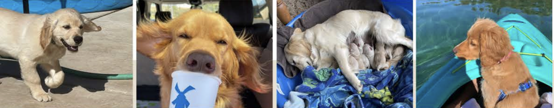 Four images of dogs: a puppy on a skateboard, a dog with a paper cup in its mouth, a dog and puppies sleeping on a blanket, and a dog wearing a harness near water.