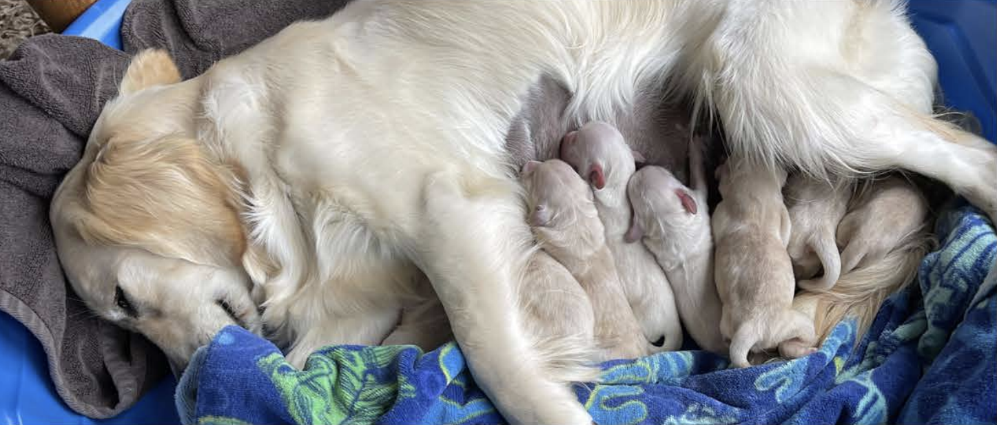 A light-colored Labrador Retriever dog lying on a bed with her puppies nursing.