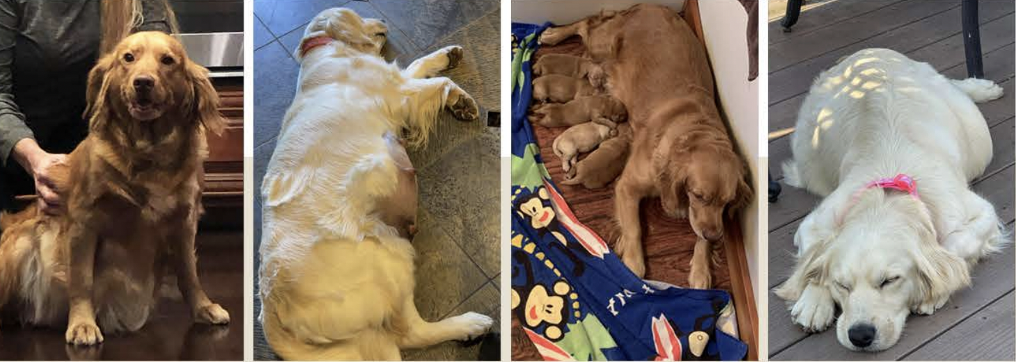 Four Golden Retrievers, two adult and two puppies, resting in different settings: one sitting on a wooden floor, lying on its side on a blue blanket, lying stretched out on a blanket, and lying on a wooden deck with a pink collar.