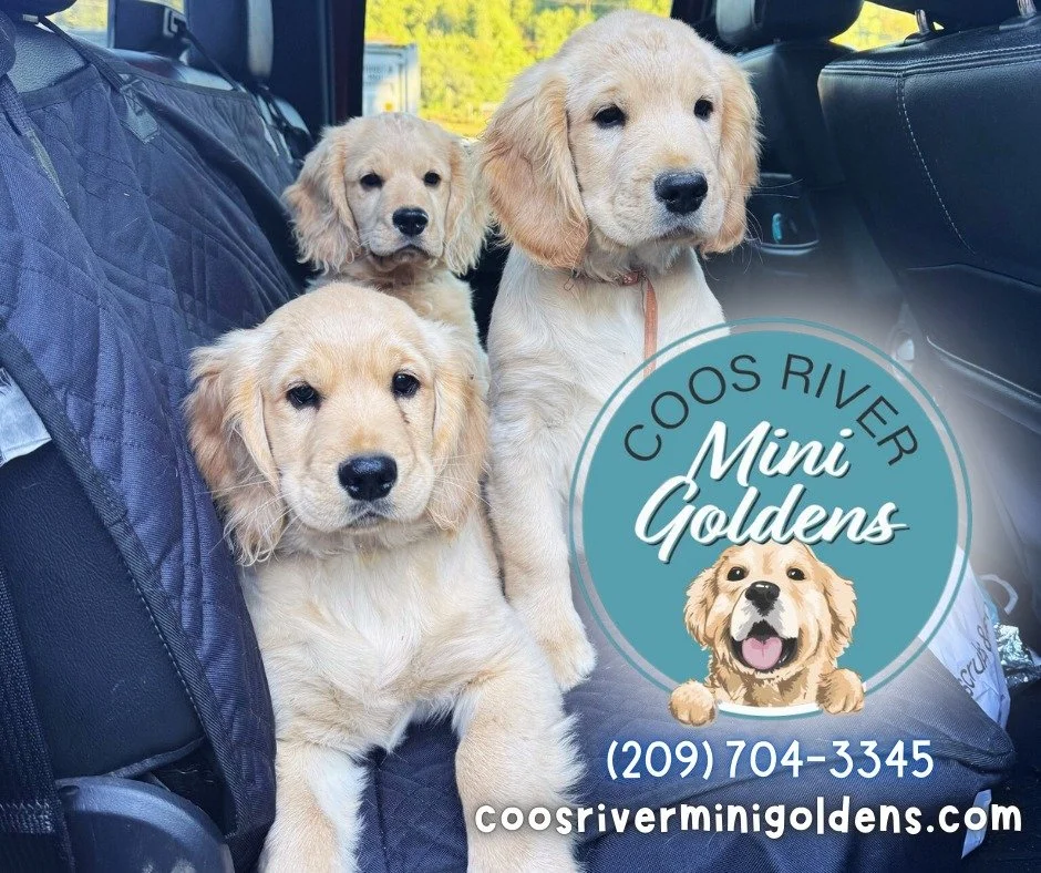 Three golden retriever puppies sitting in the back of a vehicle with a car seat cover on the seat. There is a circular logo overlay with a cartoon puppy face and the text "Coos River Mini Goldens," a phone number, and a website URL.