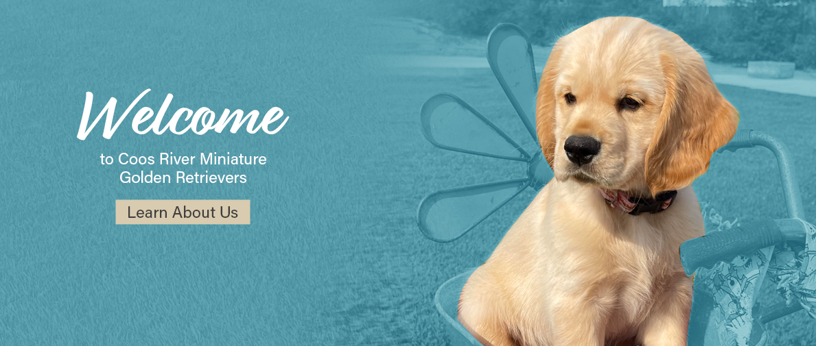 A puppy sitting on a miniature bicycle with a background of a grassy field and trees, overlaid with a blue filter and text that reads "Welcome to Coos River Miniature Golden Retrievers" and a button labeled "Learn About Us."