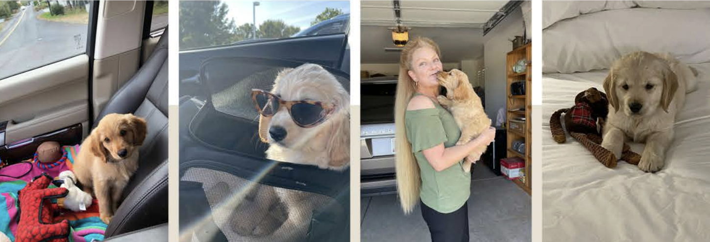 A collage of four images showing a golden retriever puppy. The puppy is in a car with colorful blankets and toys, wearing sunglasses in another vehicle, being hugged by a woman in a garage, and lying on a bed with a small plush toy.