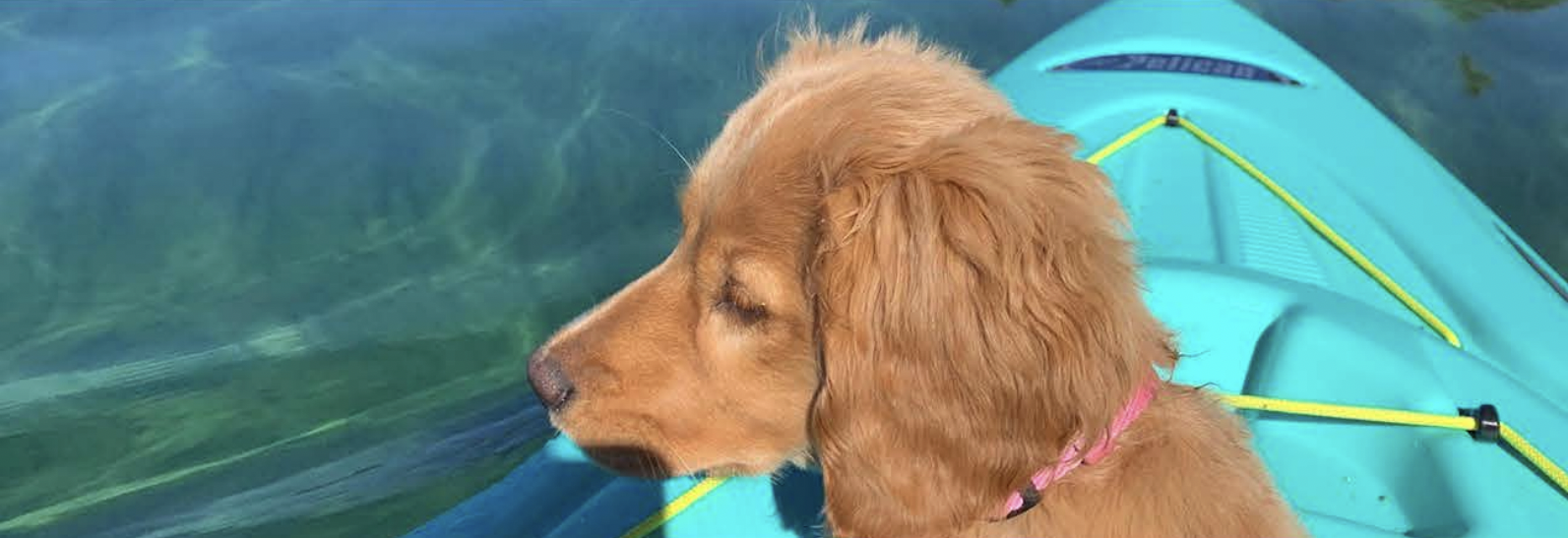 A golden retriever puppy with a pink collar sitting in an inflatable boat on water, looking to the side with eyes closed.