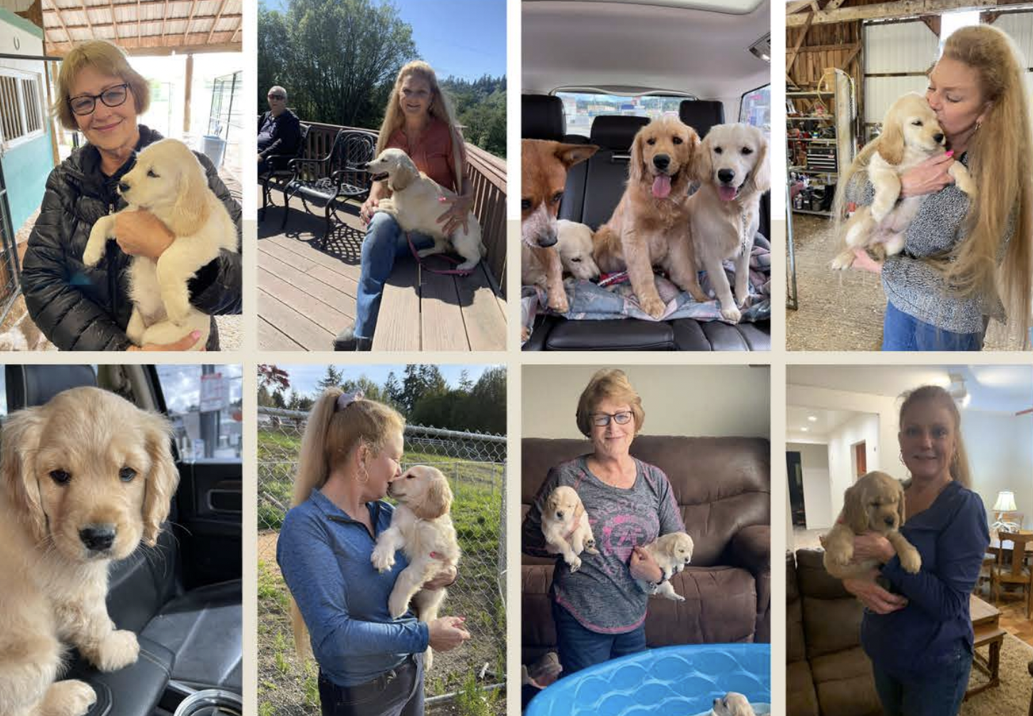 Collage of women holding and with golden retriever puppies in various settings, including indoors, outdoors, and inside a vehicle.
