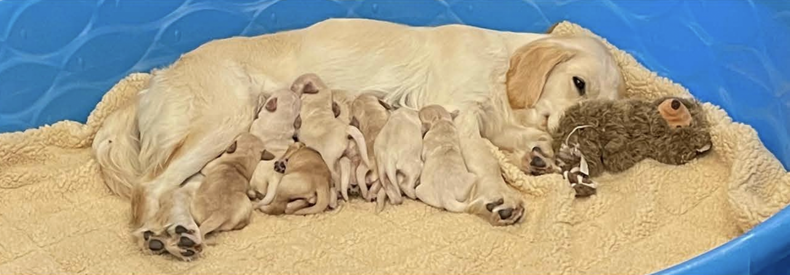 A Golden Retriever mother dog lying on a yellow blanket with her newborn puppies resting on her and nearby. The puppies are light-colored, and some are nursing or sleeping. The scene is inside a blue plastic whelping box.
