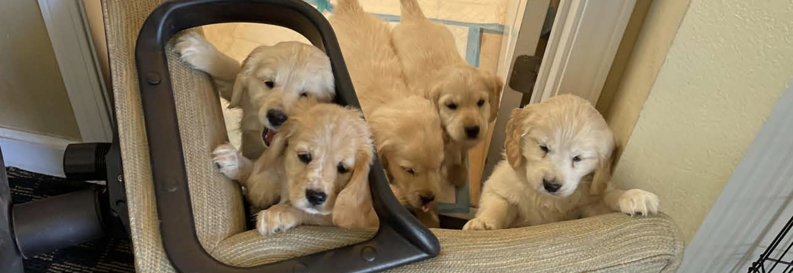 Seven golden retriever puppies gathered around a doorway, some sitting on a chair, one peeking over the edge of the chair, and others standing near the door's threshold.