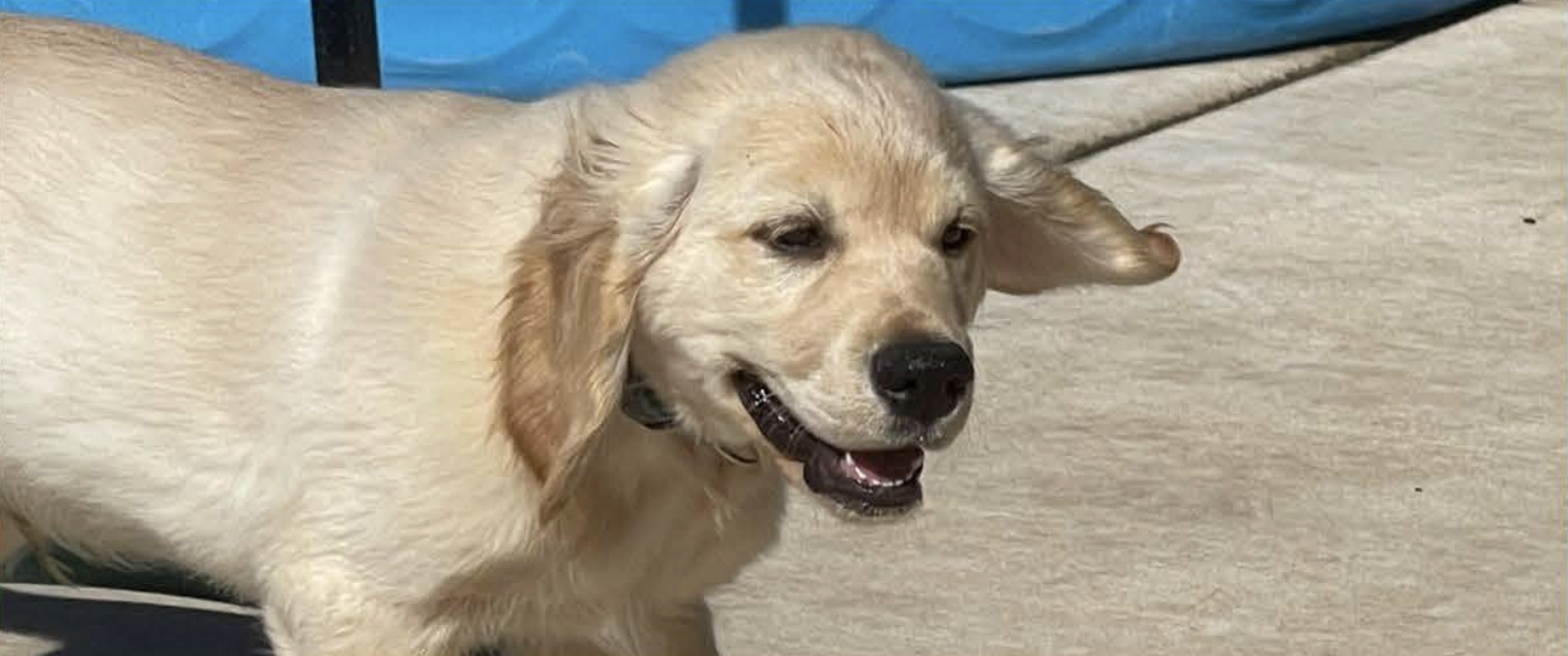 happy golden retriever puppy lying on light-colored rug with a blue background.
