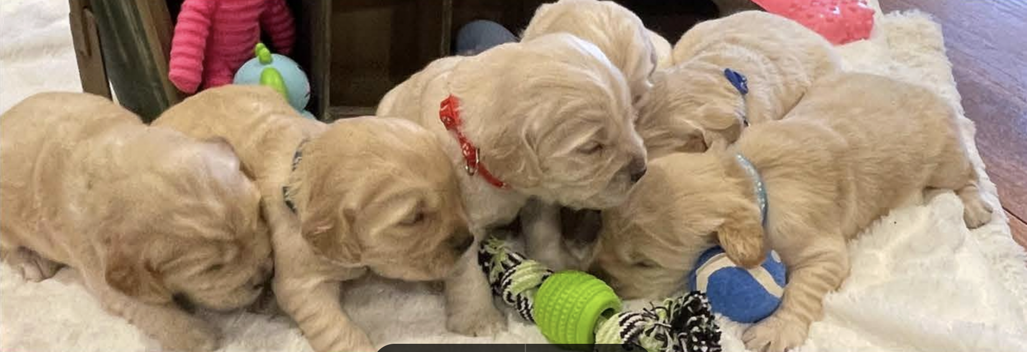 Group of six golden retriever puppies lying on a soft white blanket, playing with various toys.