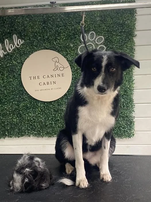 A black and white dog sitting on a grooming table in front of a green wall with a round sign that says 'The Canine Cabin, Dog Grooming by Claire.' The dog is looking at the camera with a calm expression, and there is a tangled, matted pile of fur on the table to its left.