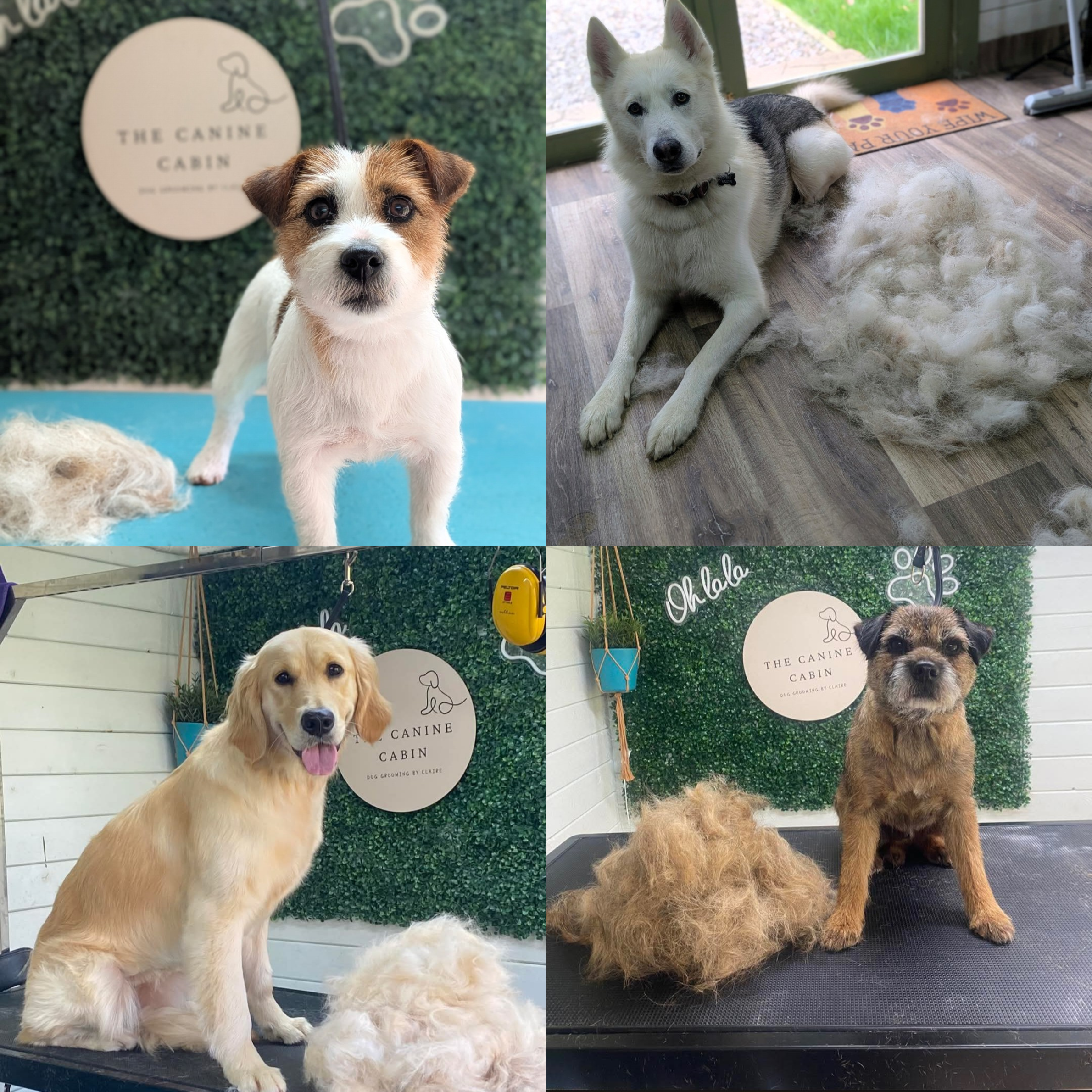 Summer Grooming Tips for Your Dog
