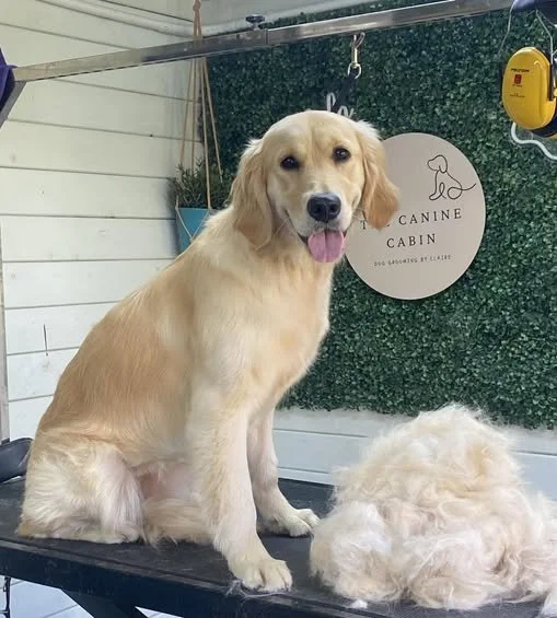 Golden retriever sitting on a grooming table with a fluffy, curly-haired dog lying next to it at a dog grooming salon. A sign with a dog's outline and the words 'Canine Cabin' is in the background.