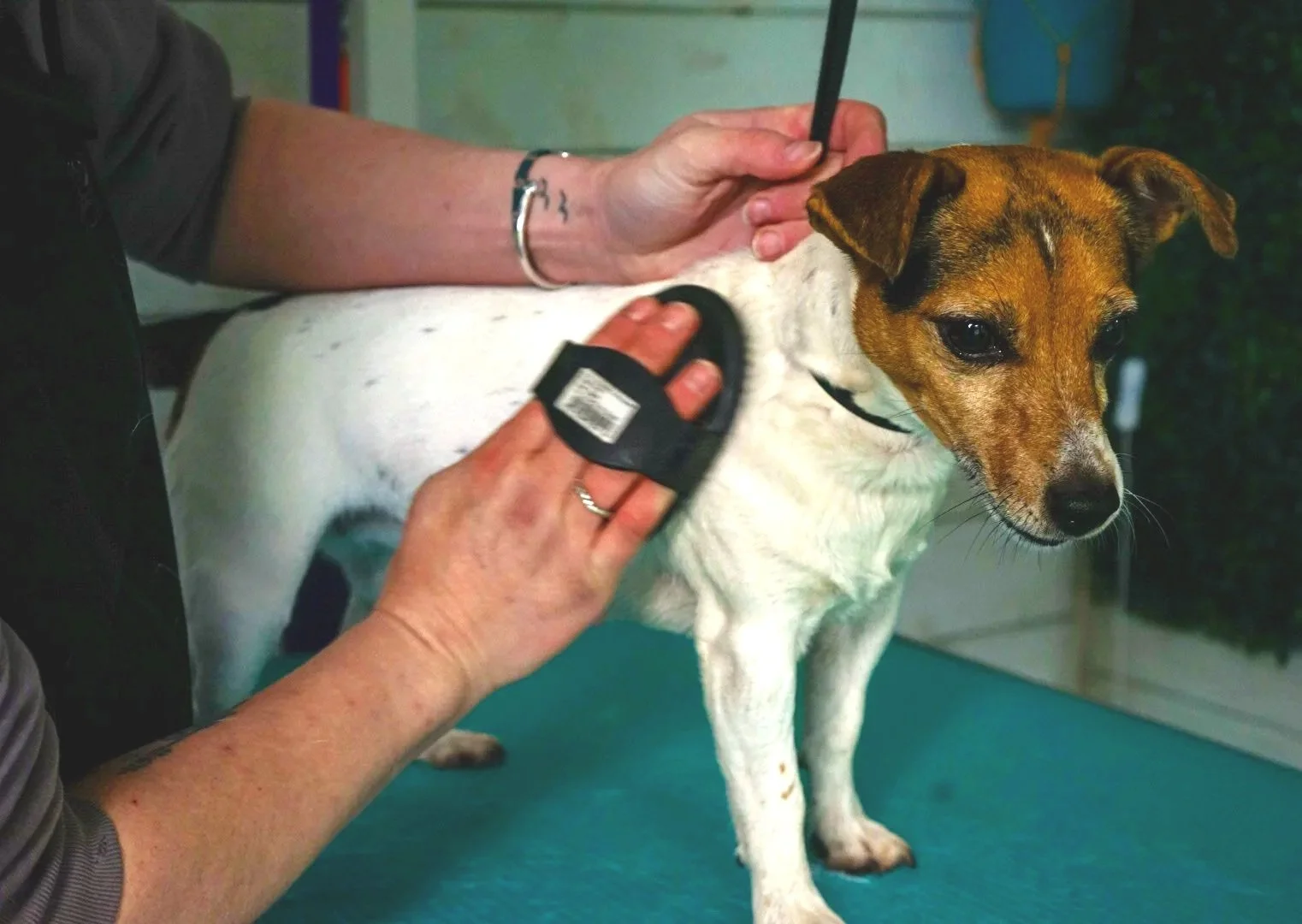 De-Shed - To prevent dead hair and itching