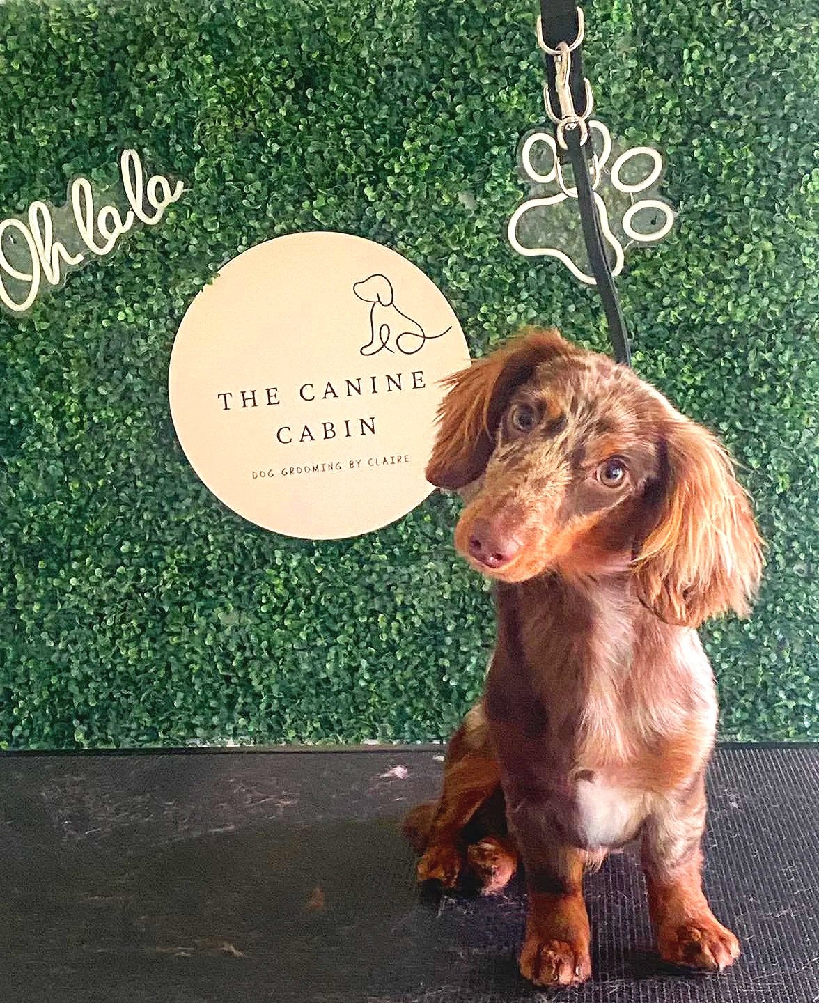 A brown and tan puppy with long ears sitting on a black surface in front of a green artificial hedge wall with a sign that reads 'The Canine Cabin Dog Grooming by Claire' and a paw print decoration.