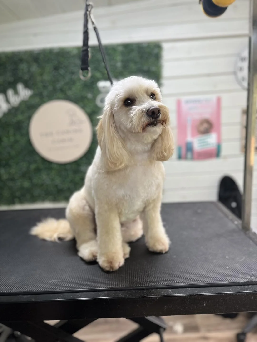 A small cream-colored dog with long ears sitting on a grooming table, looking at the camera seen at a pet grooming salon.