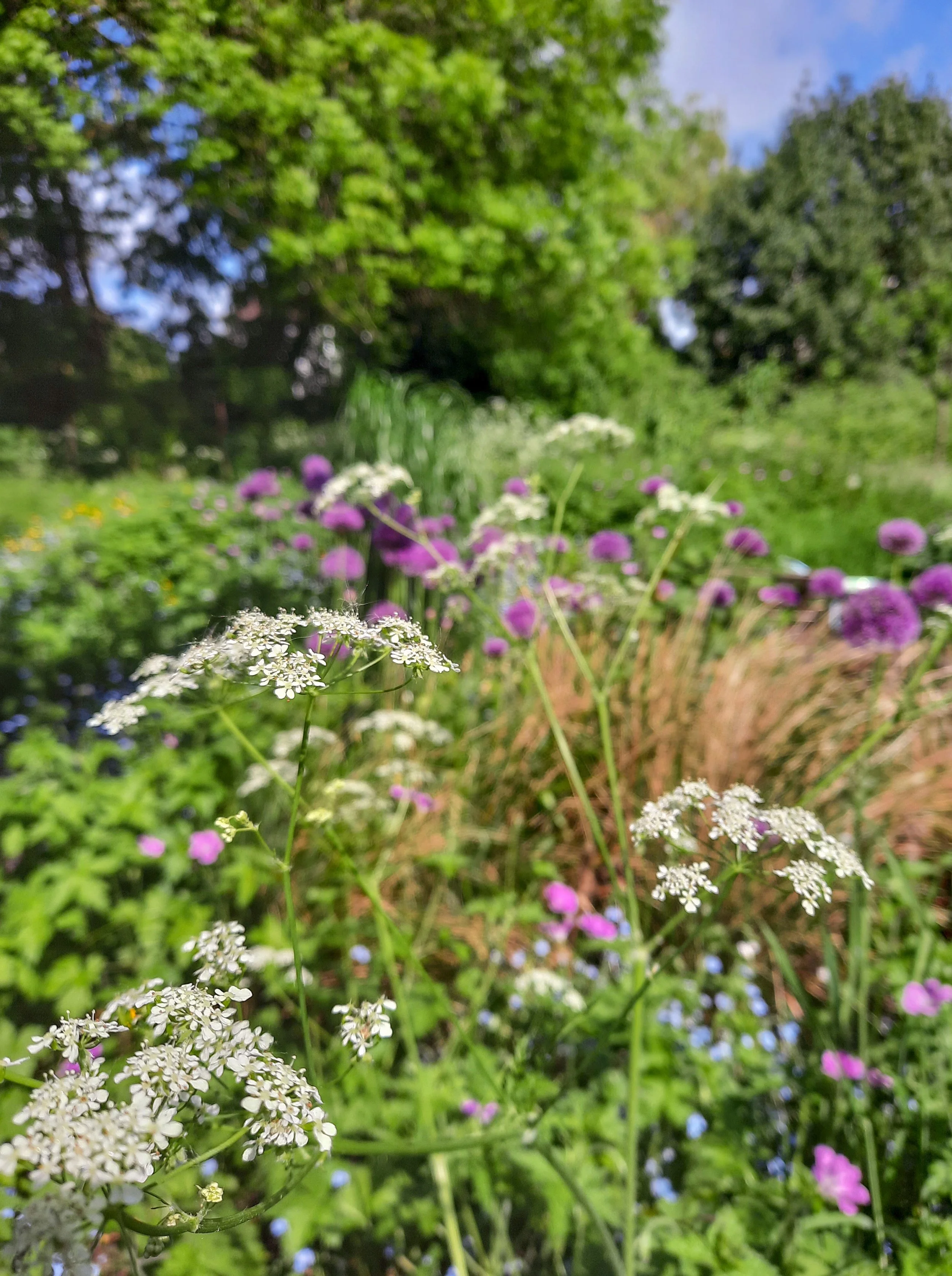 Cow parsley and alliums