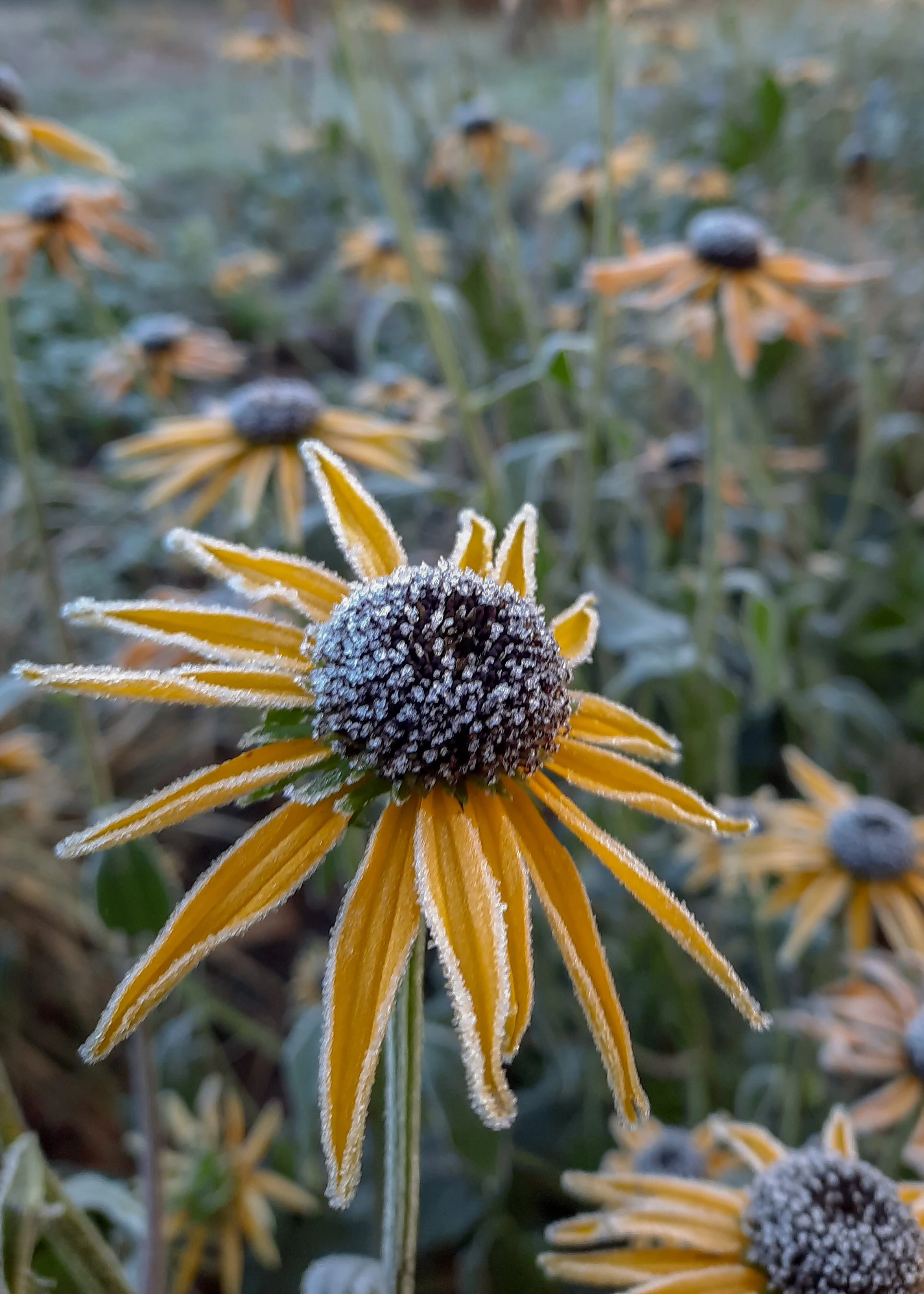 Rudbeckia goldsturm with frost