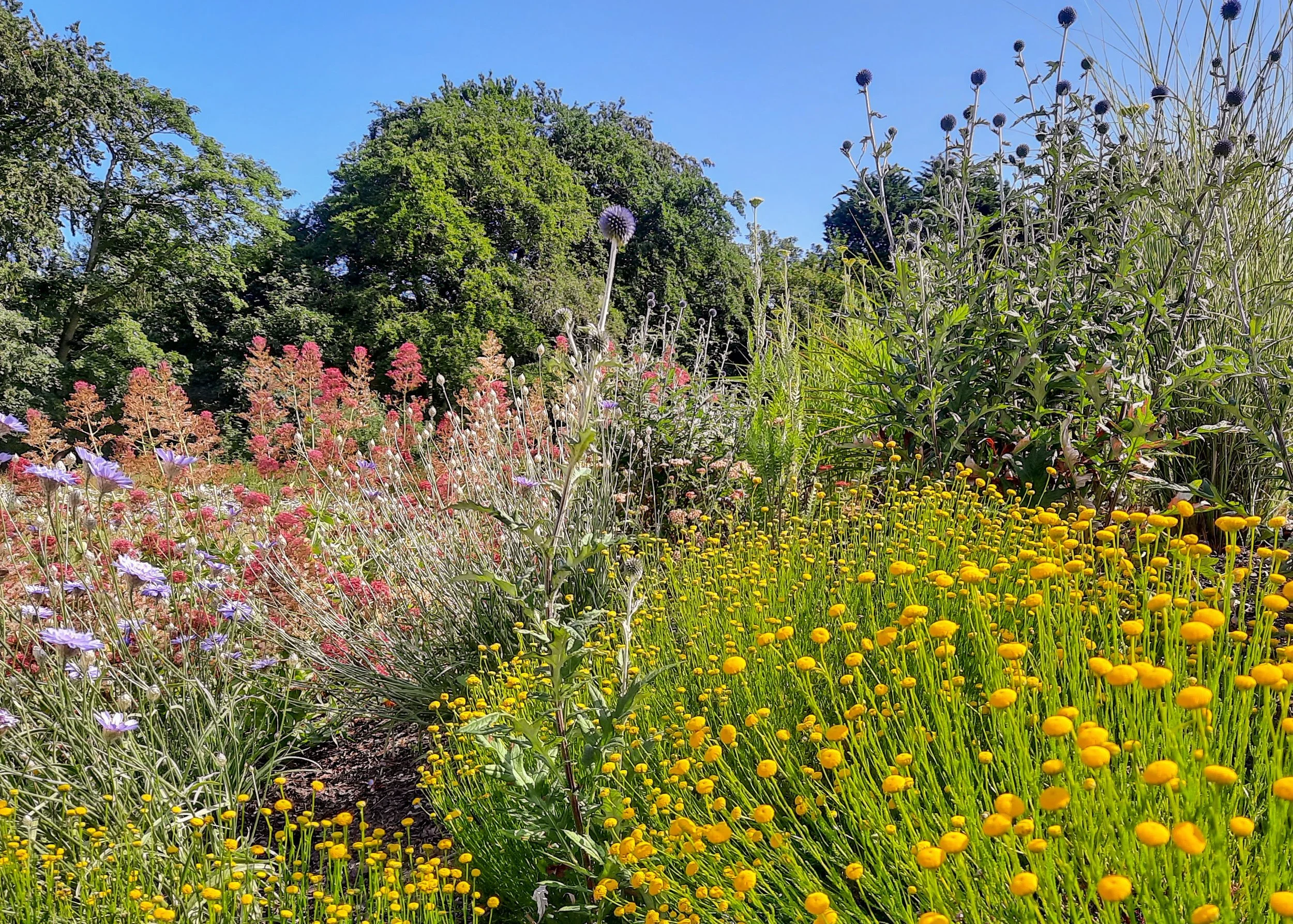 Mediterranean Plants