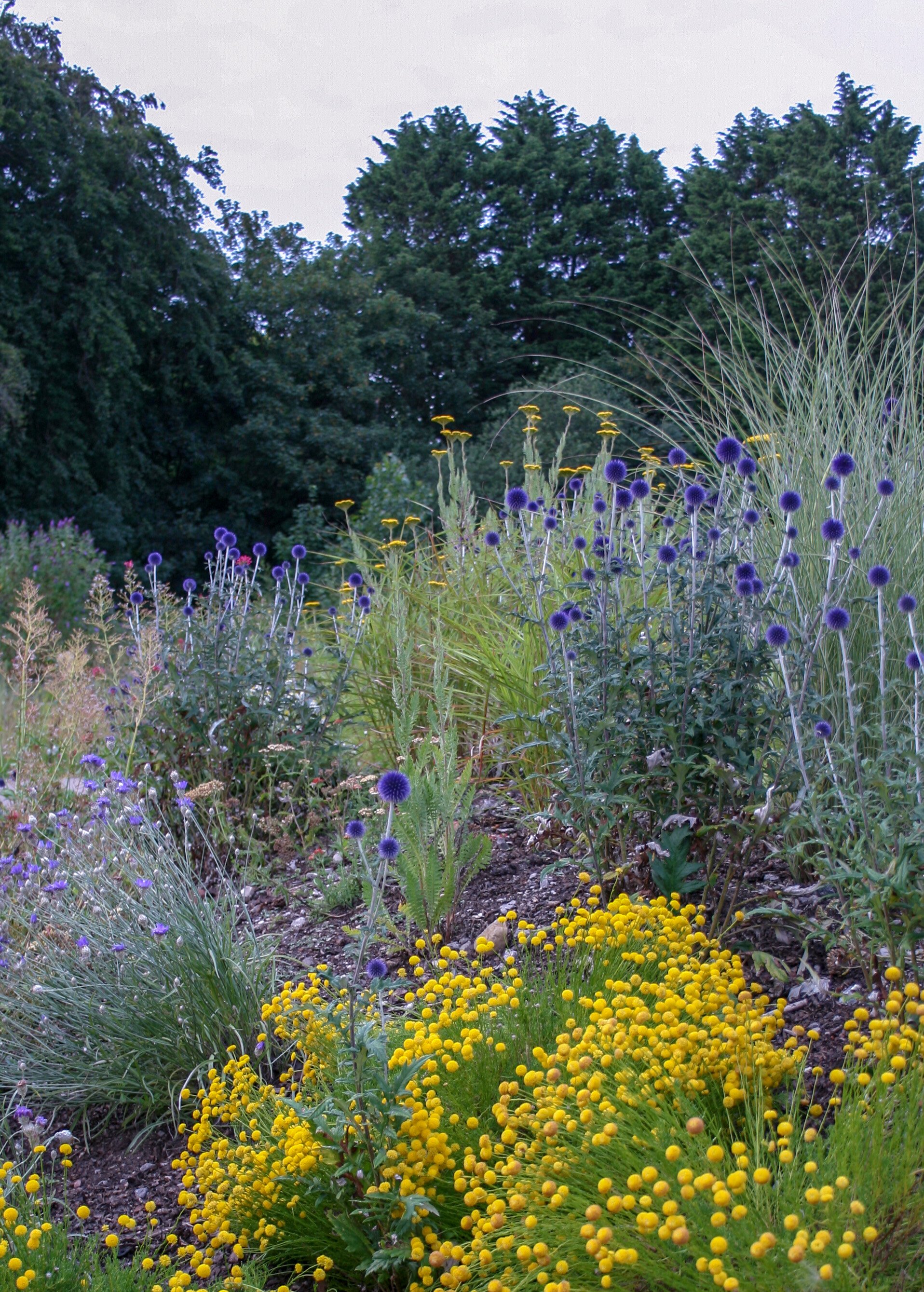 Drought tolerant plants
