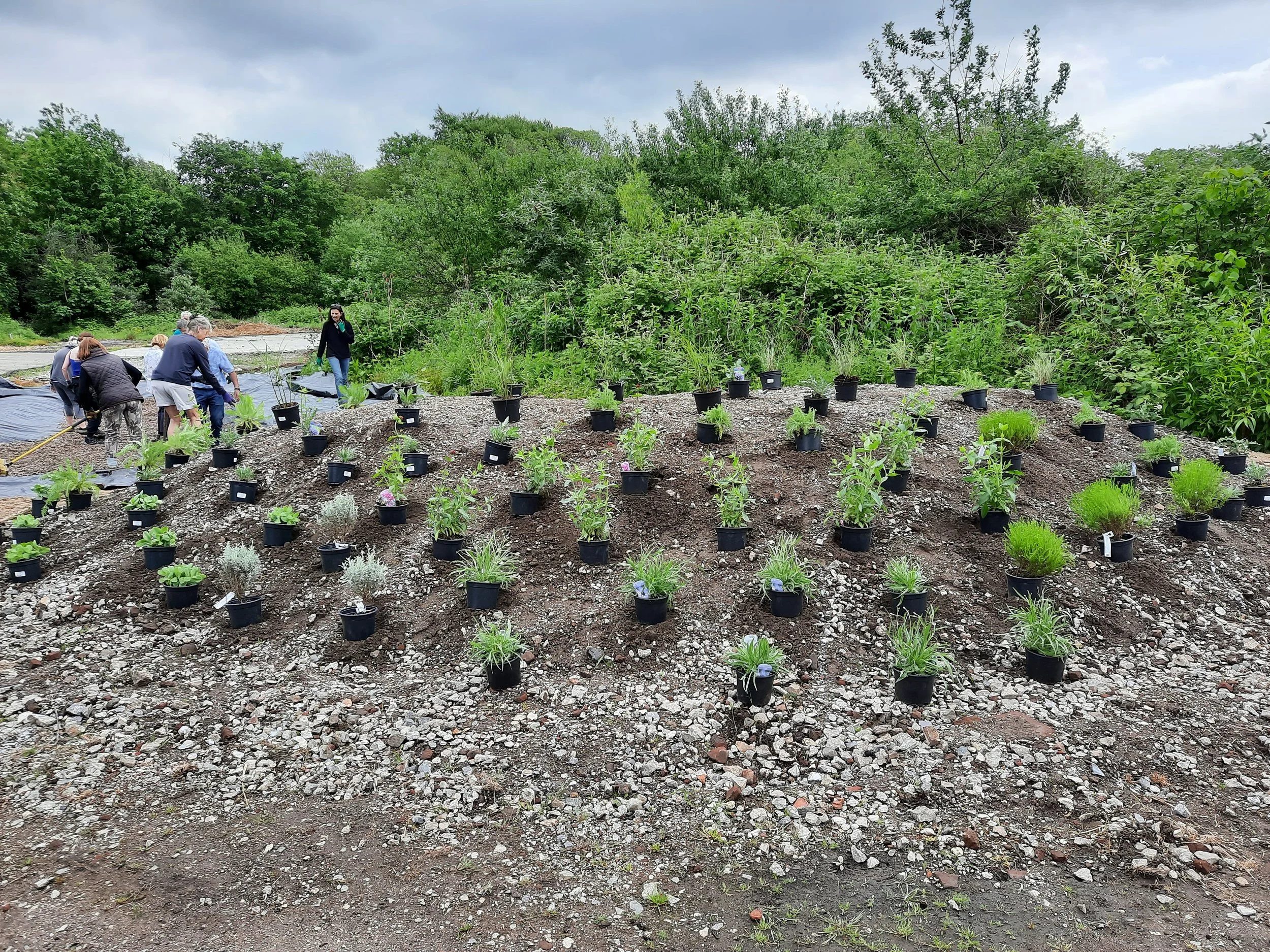 Planting into stony ground