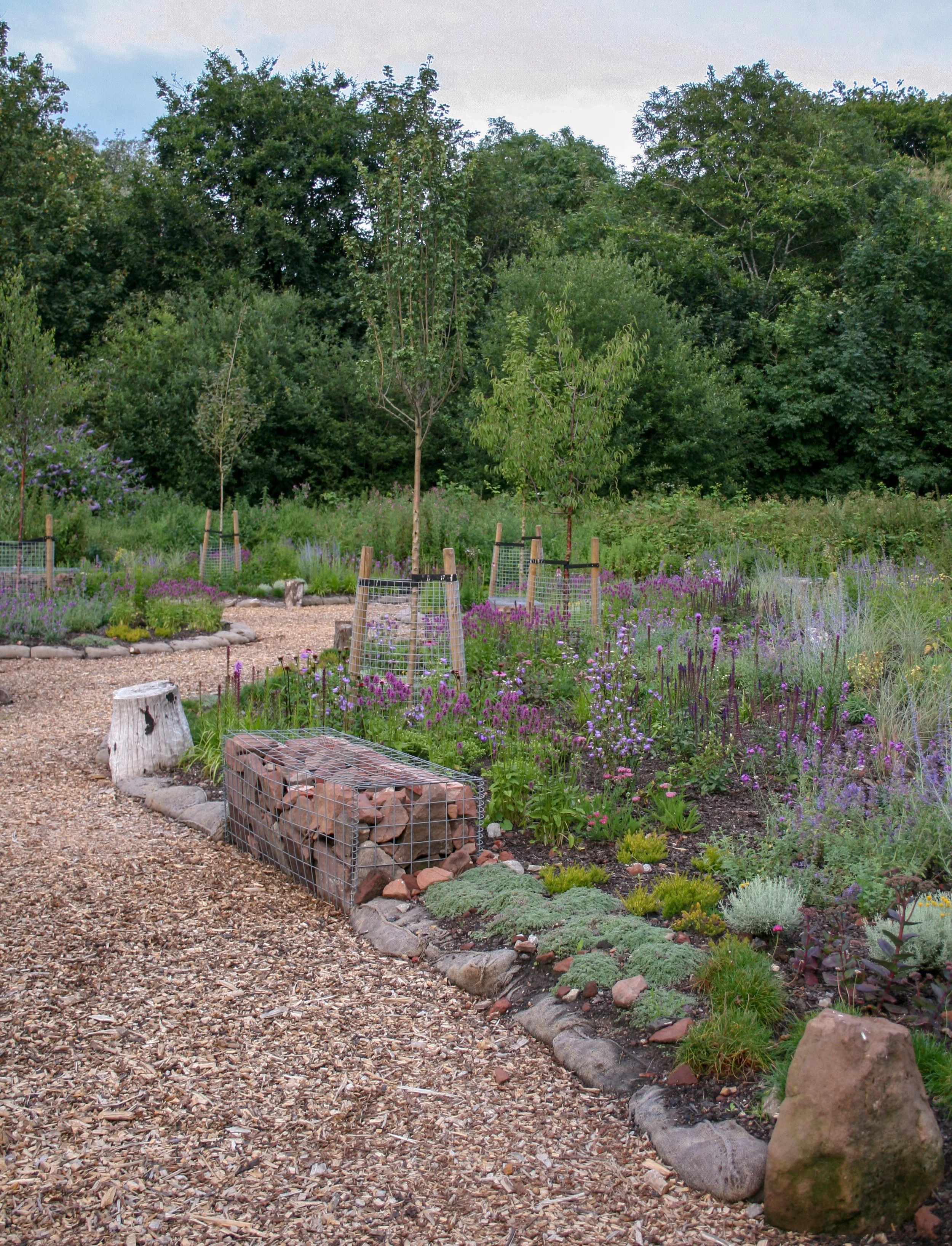 Trees planted in tree pits