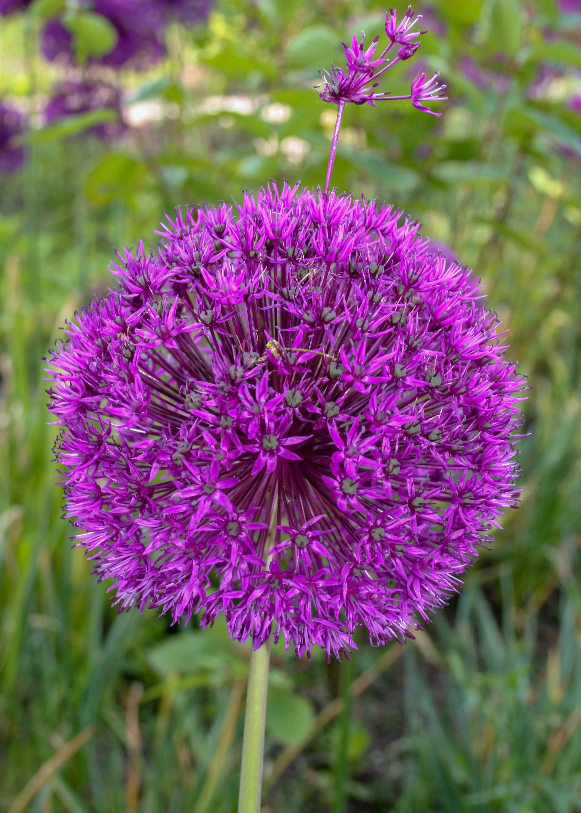 Allium