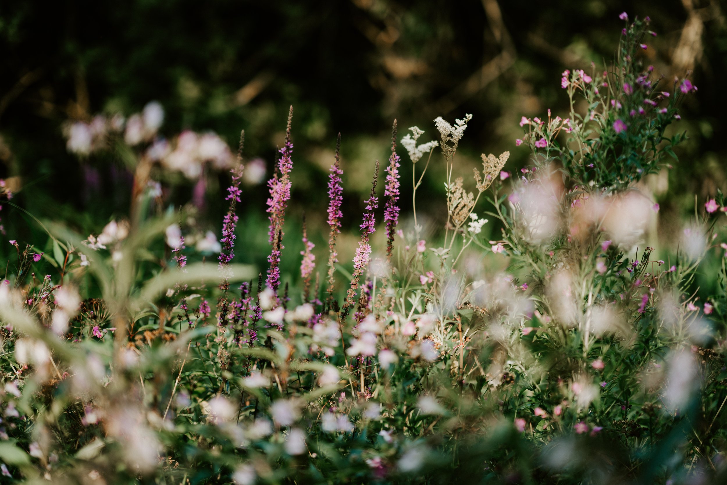 Cottage garden flowers