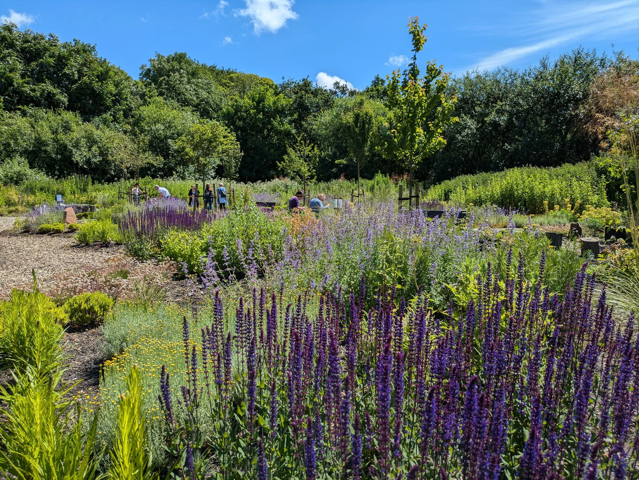 People walking and sitting in a lush garden with purple and yellow flowers, surrounded by green trees under a blue sky.