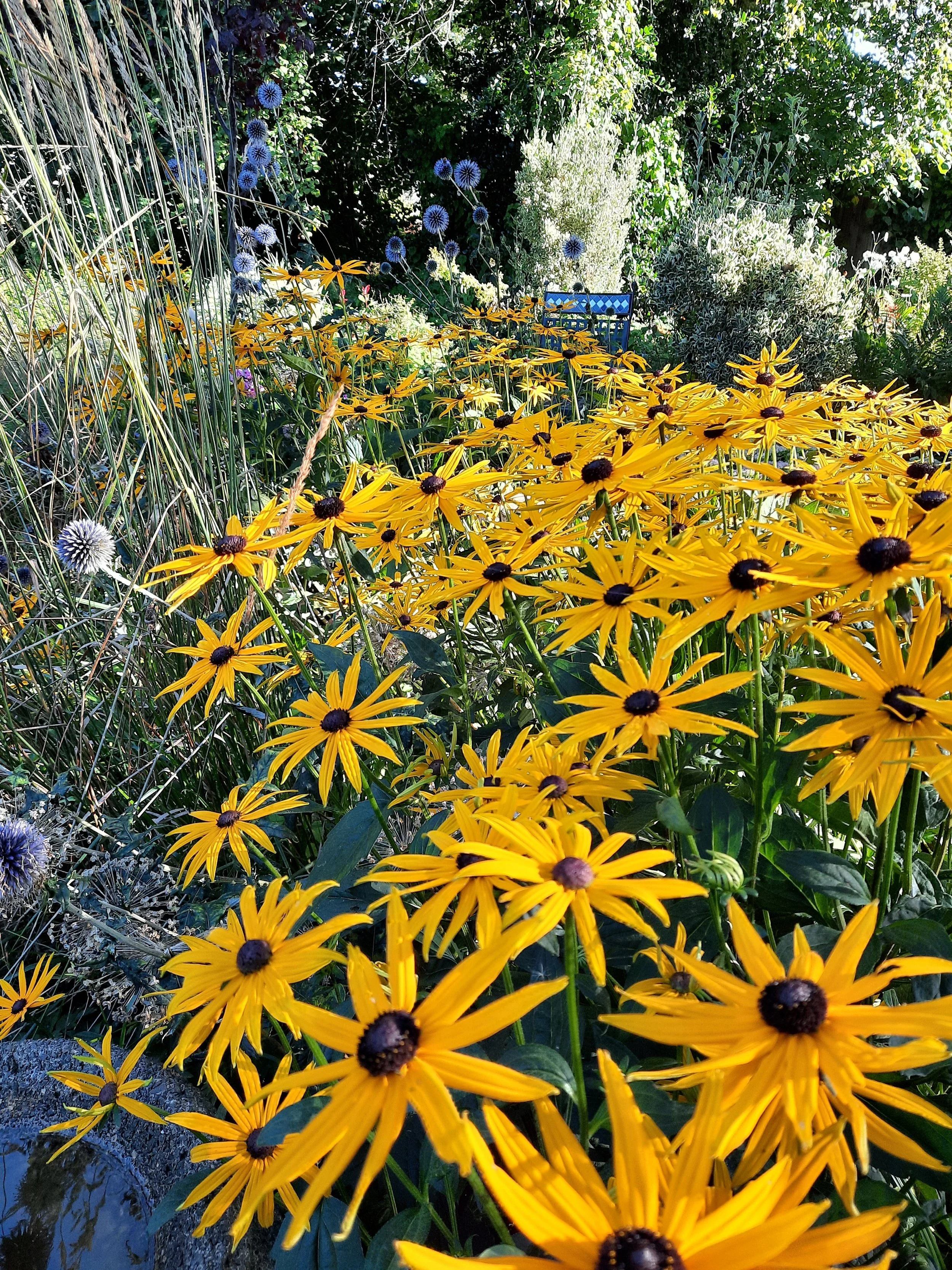 A garden filled with bright yellow flowers with dark centers, blue globe thistles, and lush green foliage in the background.